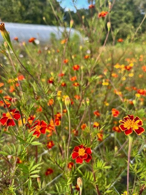 TAGETES linnaeus Burning Embers