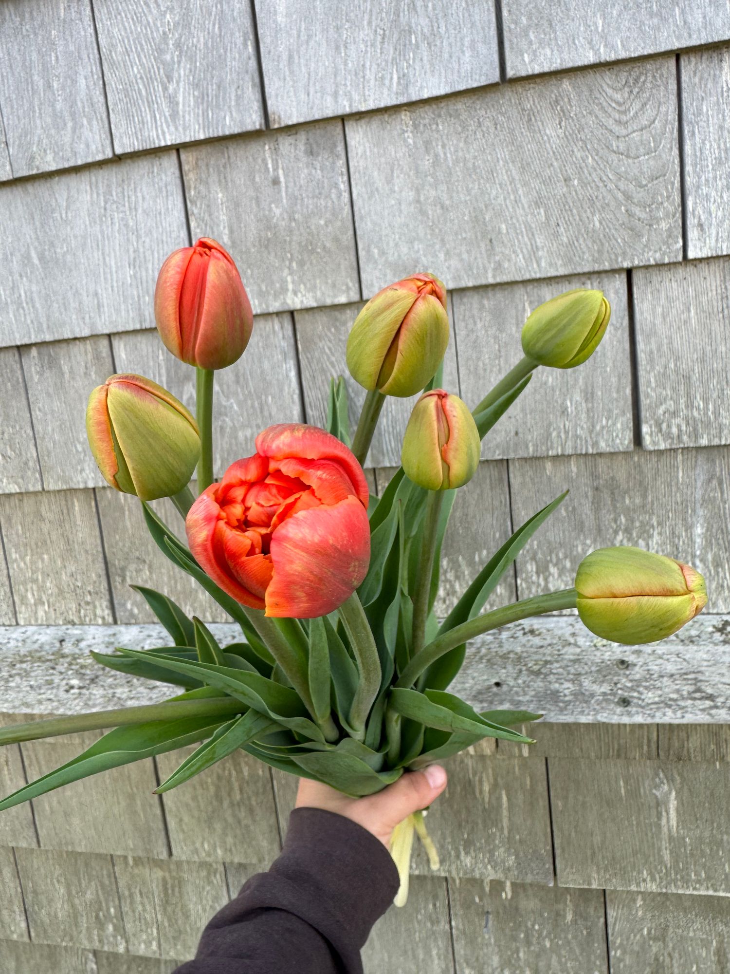 TULIPA Icoon
