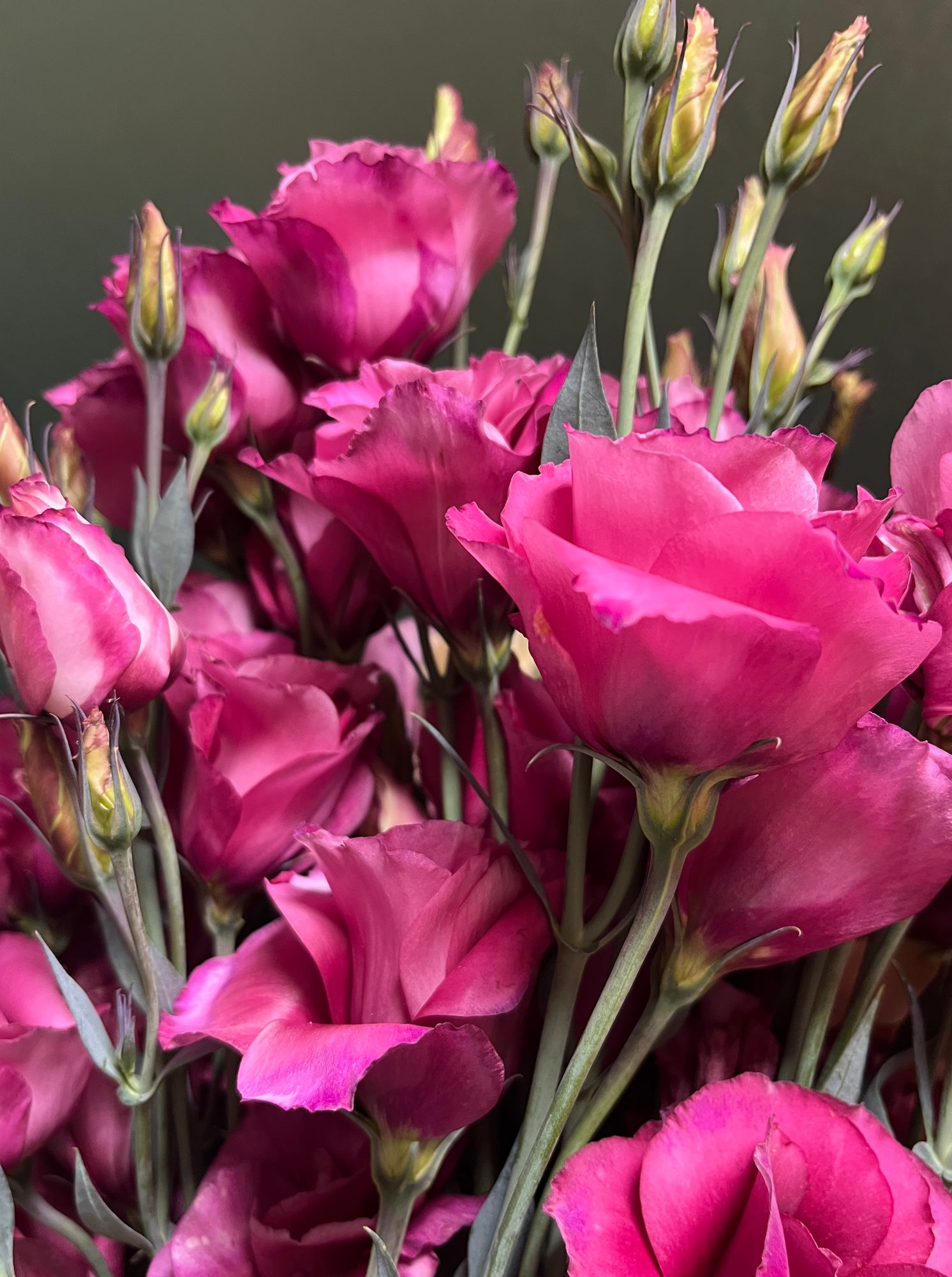 EUSTOMA grandiflorum Mariachi