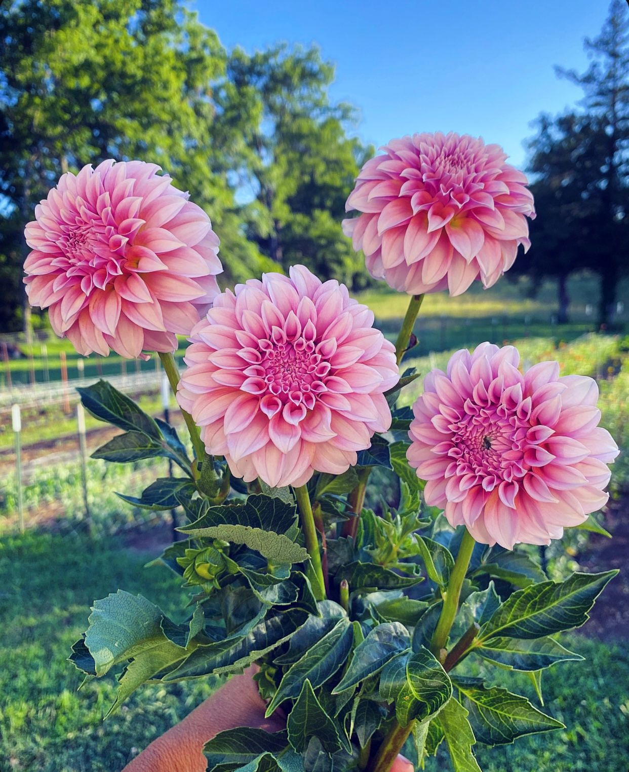 DAHLIA Peaches n Cream