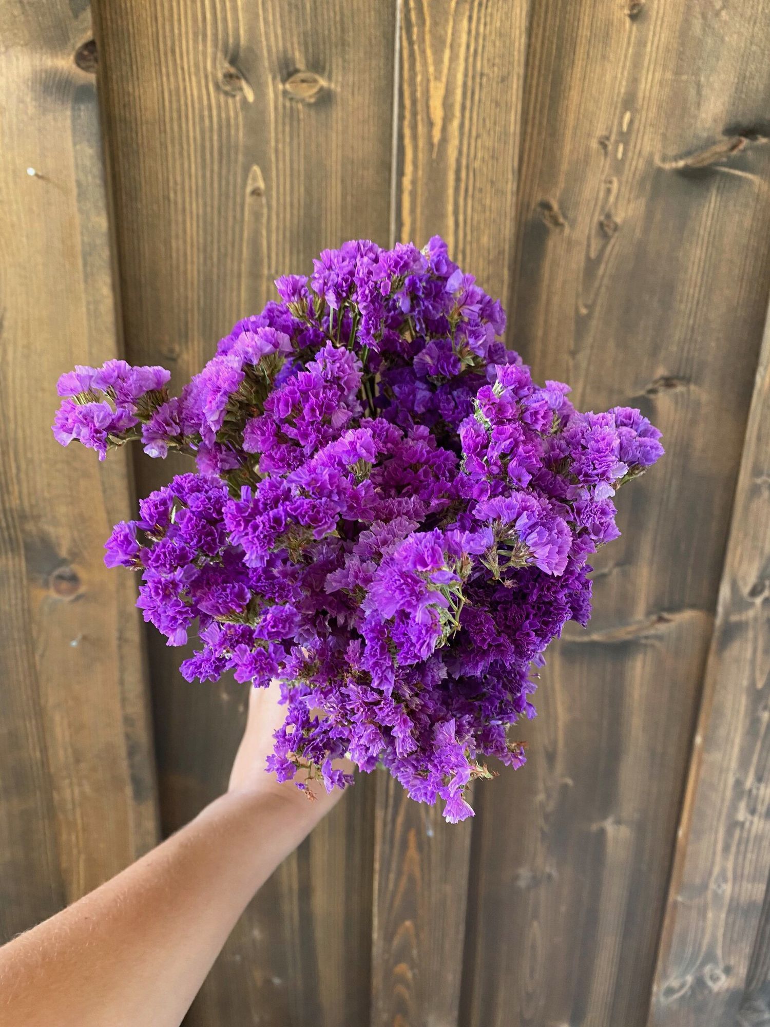 LIMONIUM sinuatum Seeker