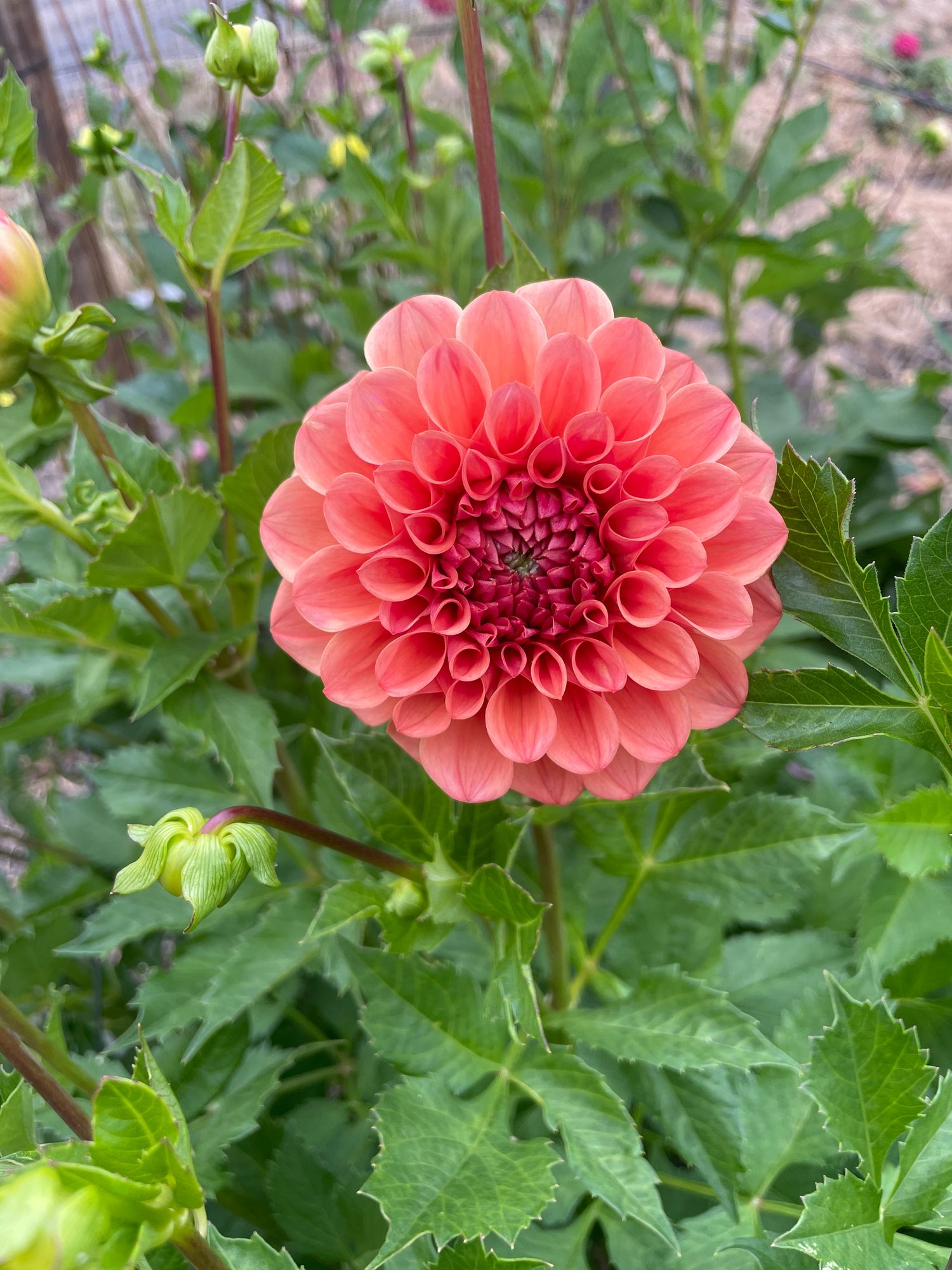 DAHLIA RM Tarnished