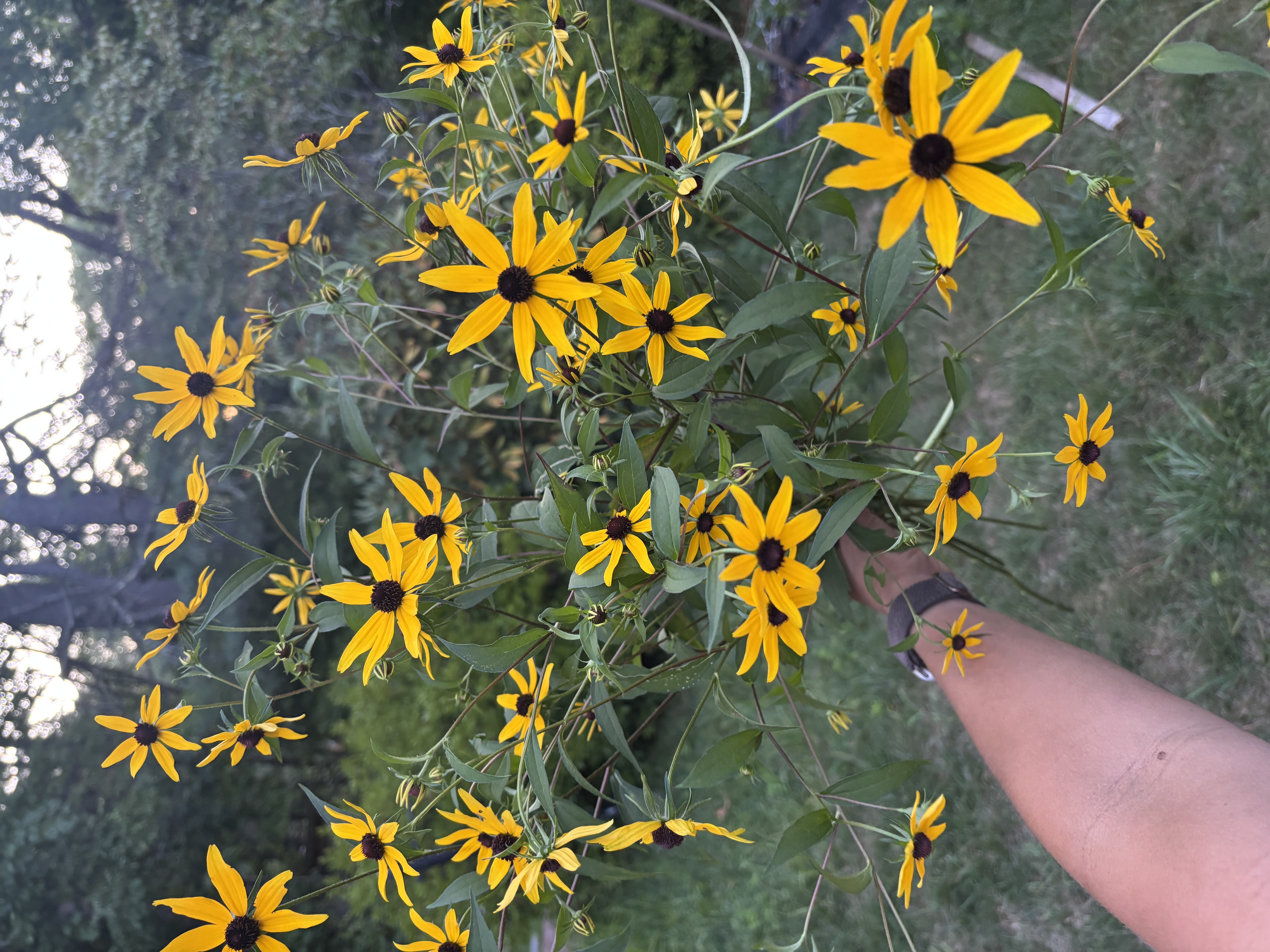 RUDBECKIA triloba