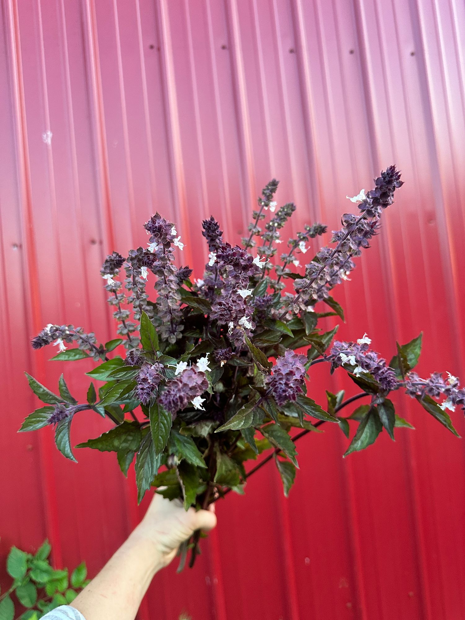 OCIMUM basilicum Dark Opal
