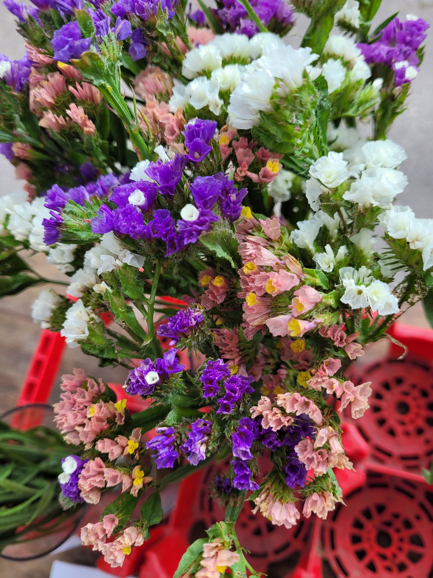 LIMONIUM sinuatum