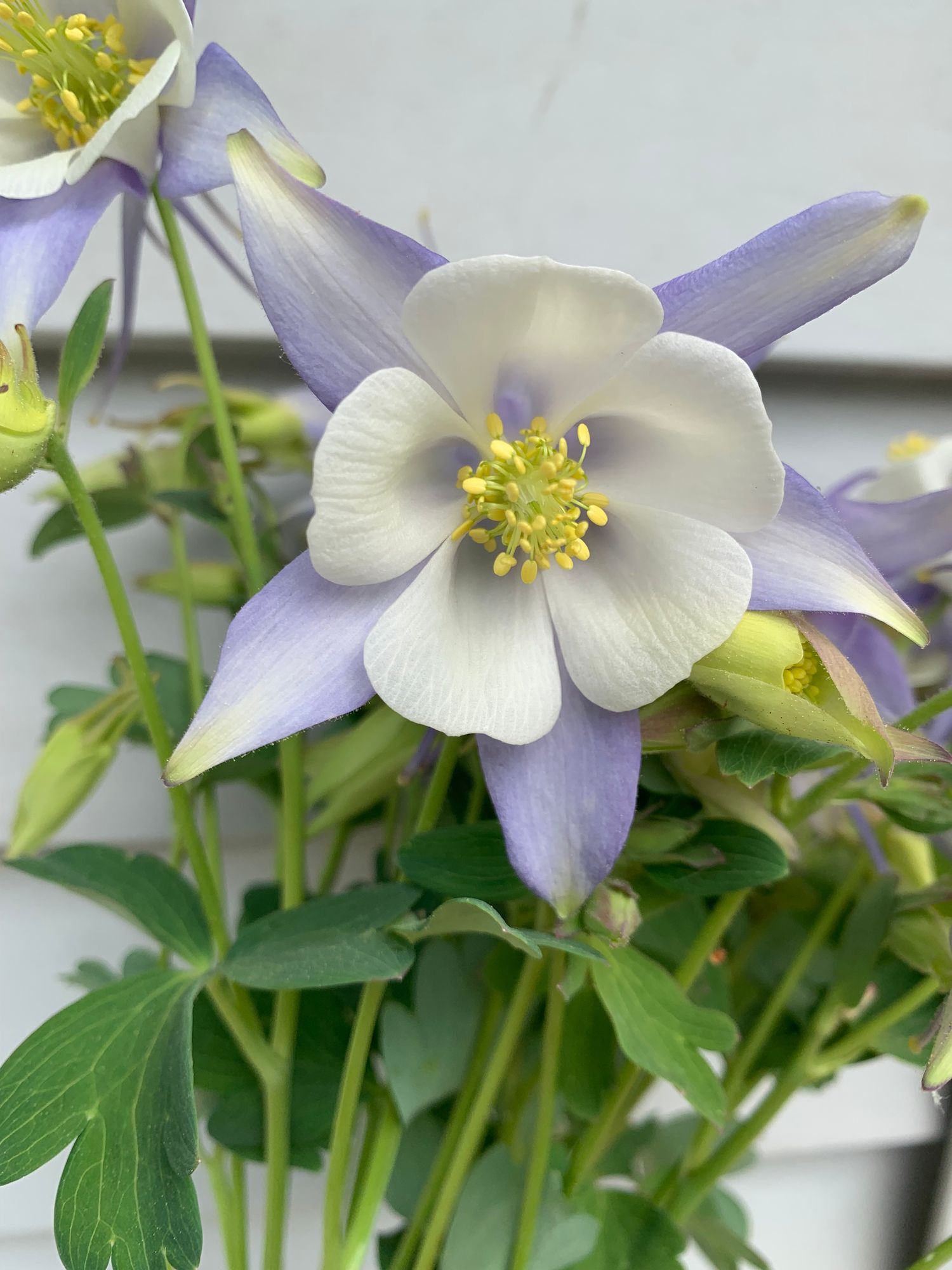 AQUILEGIA caerulea Kirigami