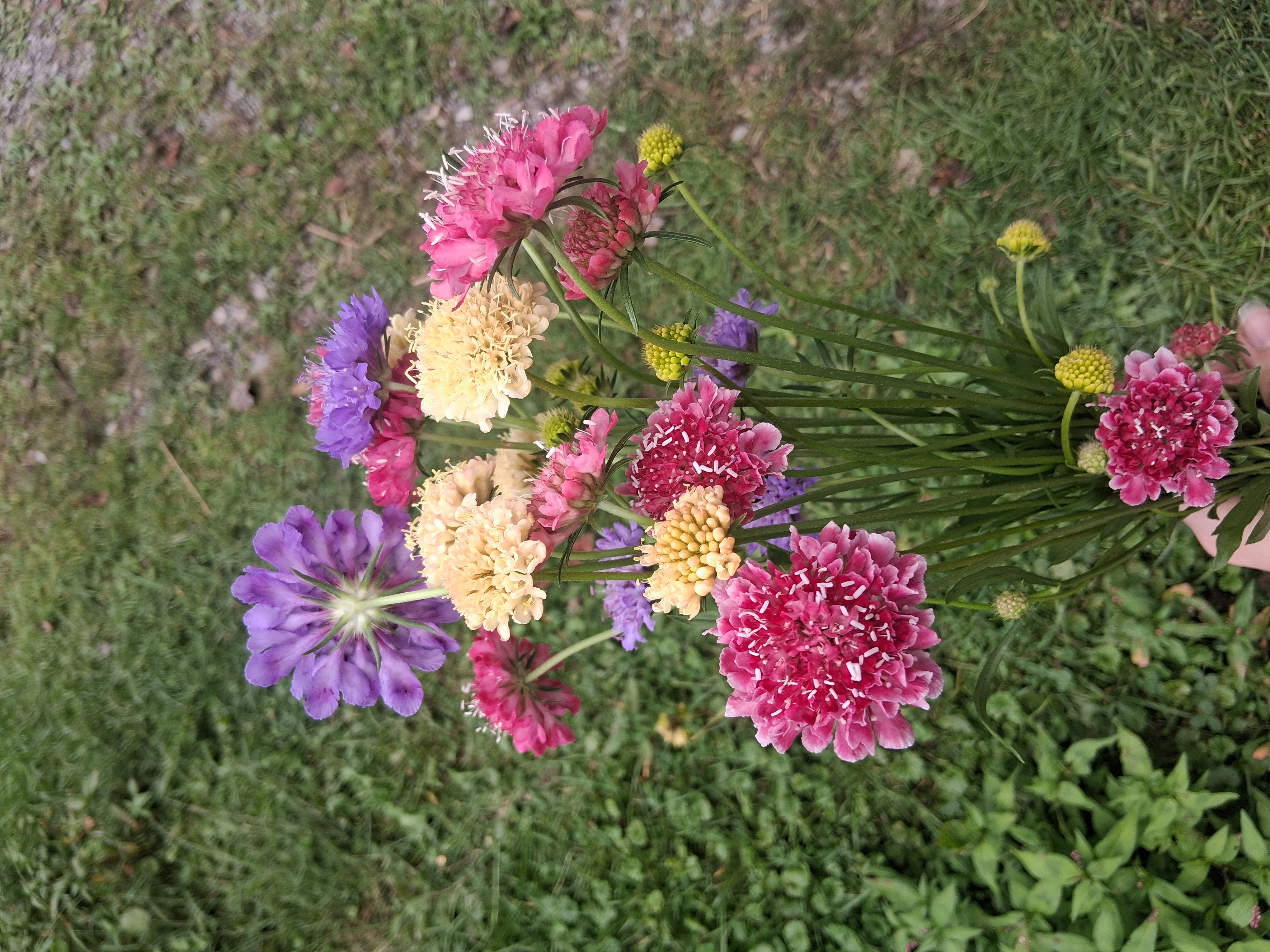 SCABIOSA