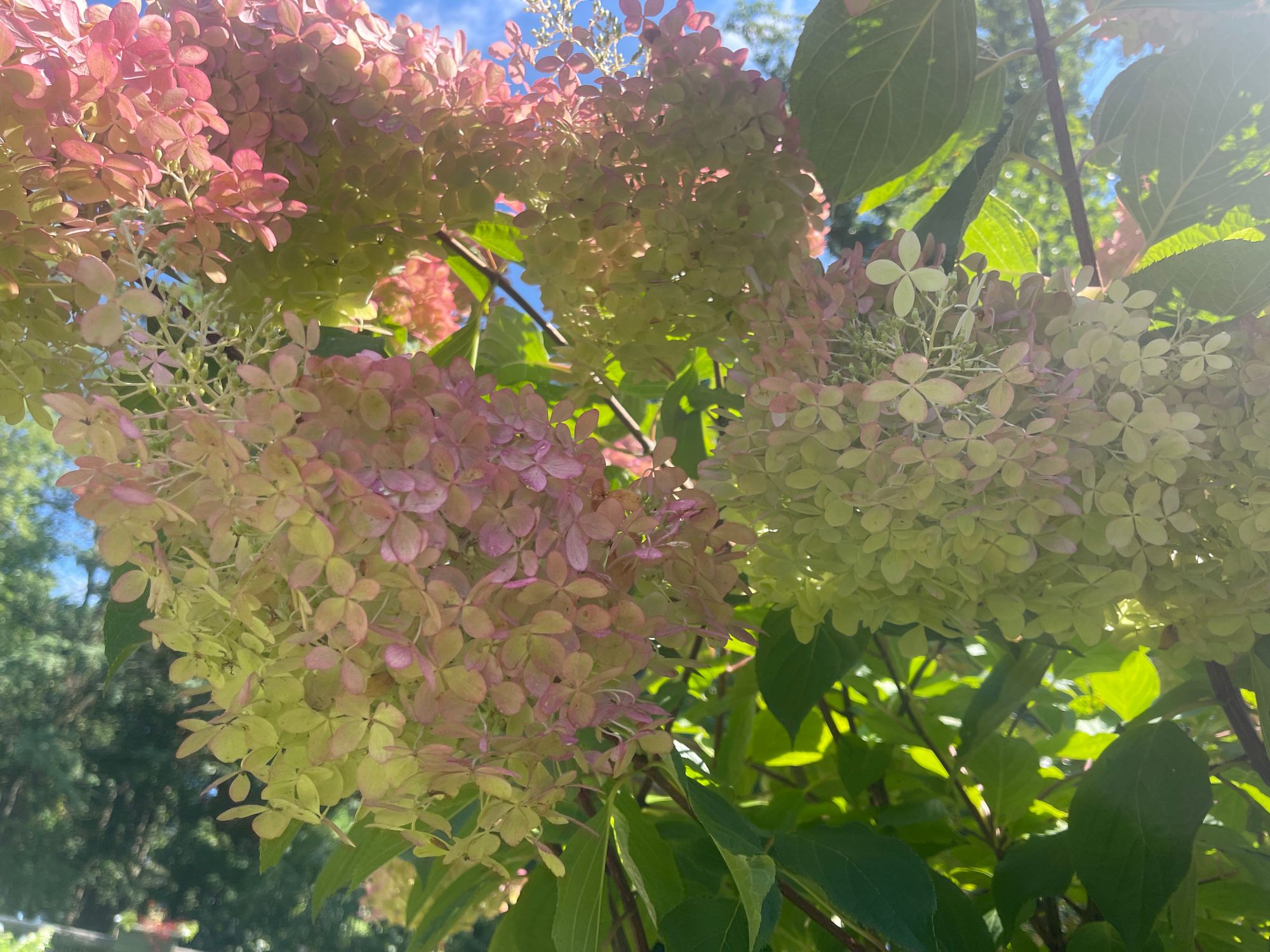 HYDRANGEA paniculata Limelight