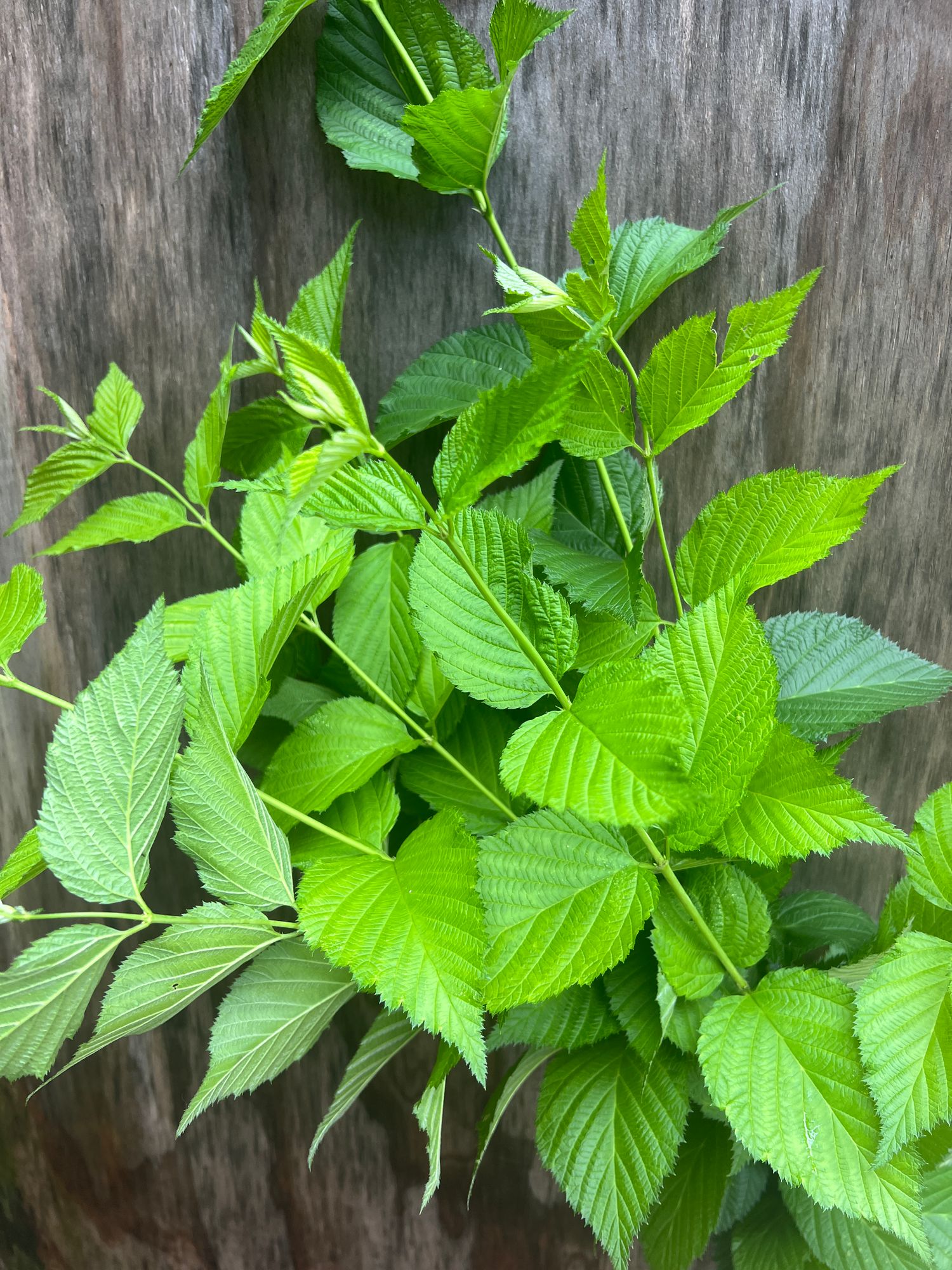 RHODOTYPOS scandens