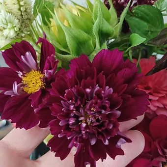 COSMOS bipinnatus Double Click