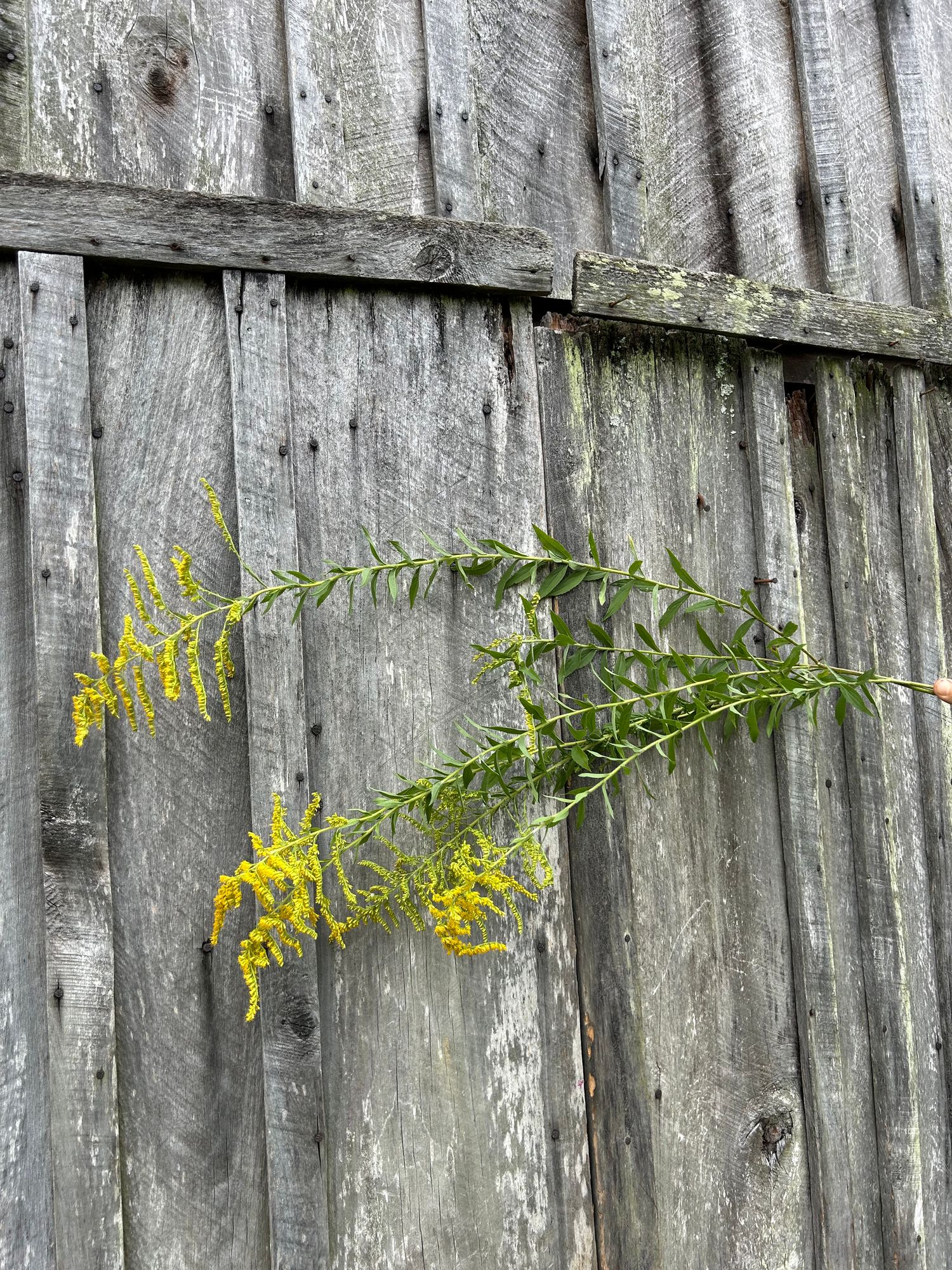SOLIDAGO