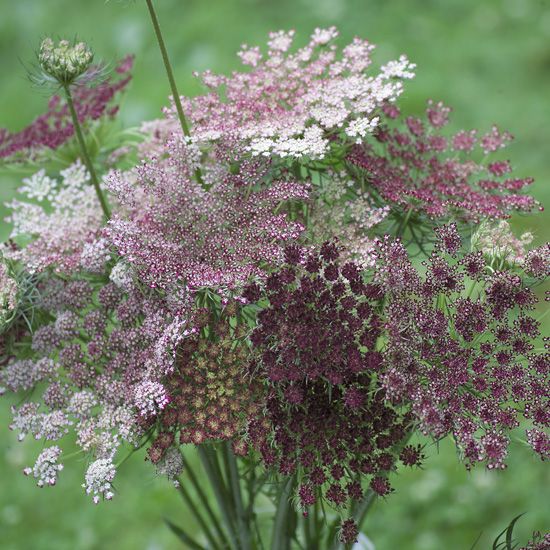 DAUCUS carota Dara