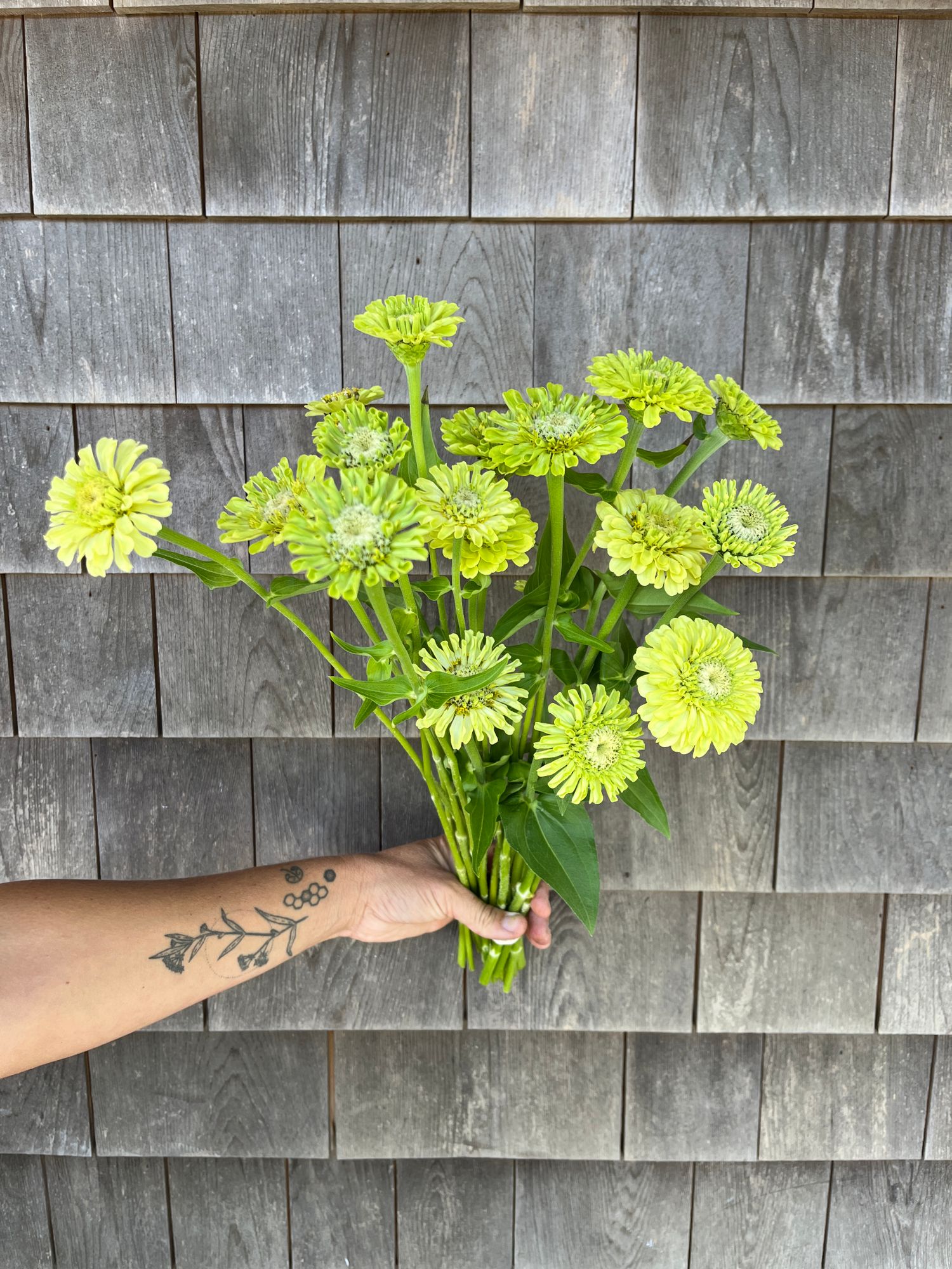ZINNIA elegans Queen Lime