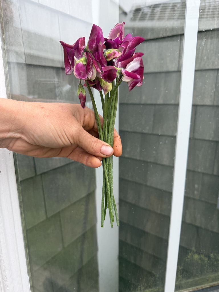 LATHYRUS odoratus Wiltshire Ripple
