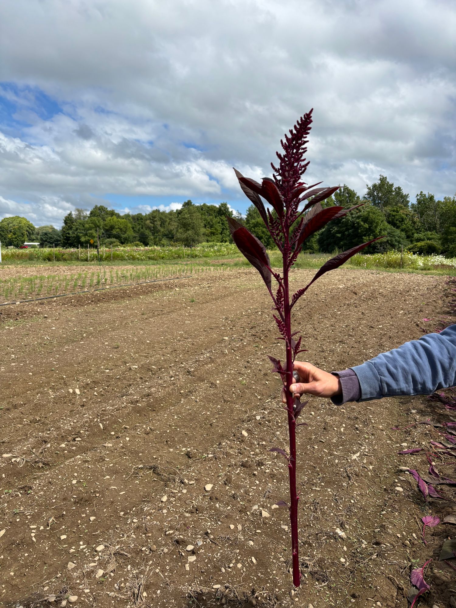 AMARANTHUS cruentus Red Spike