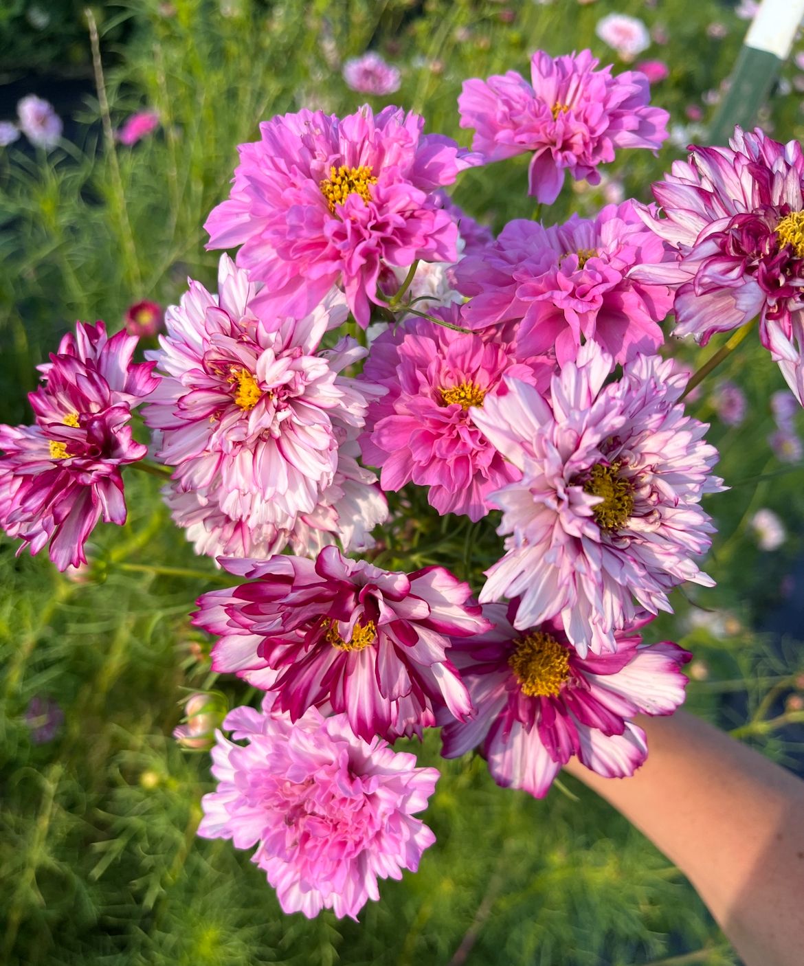 COSMOS bipinnatus Double Click