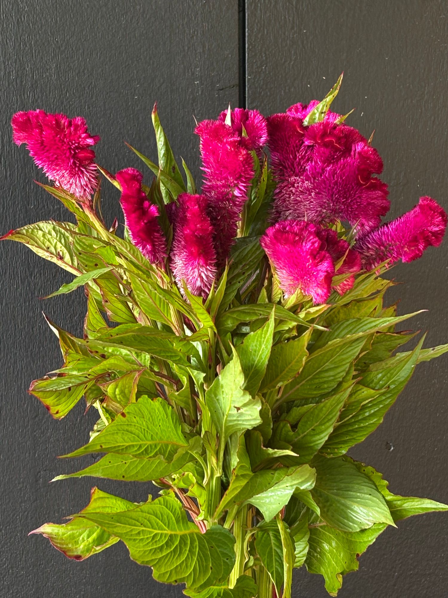 CELOSIA argentea var. cristata