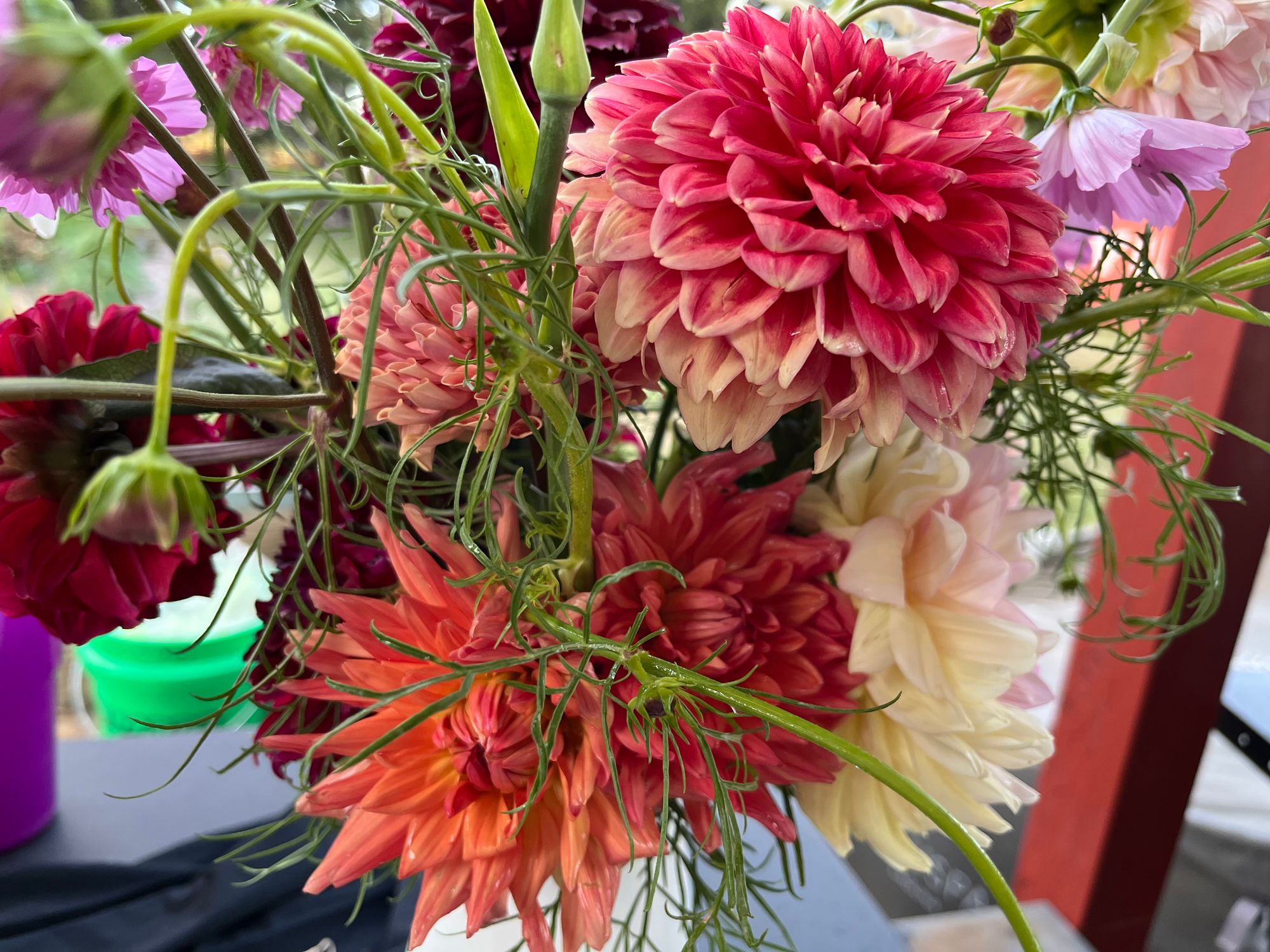 DAHLIA