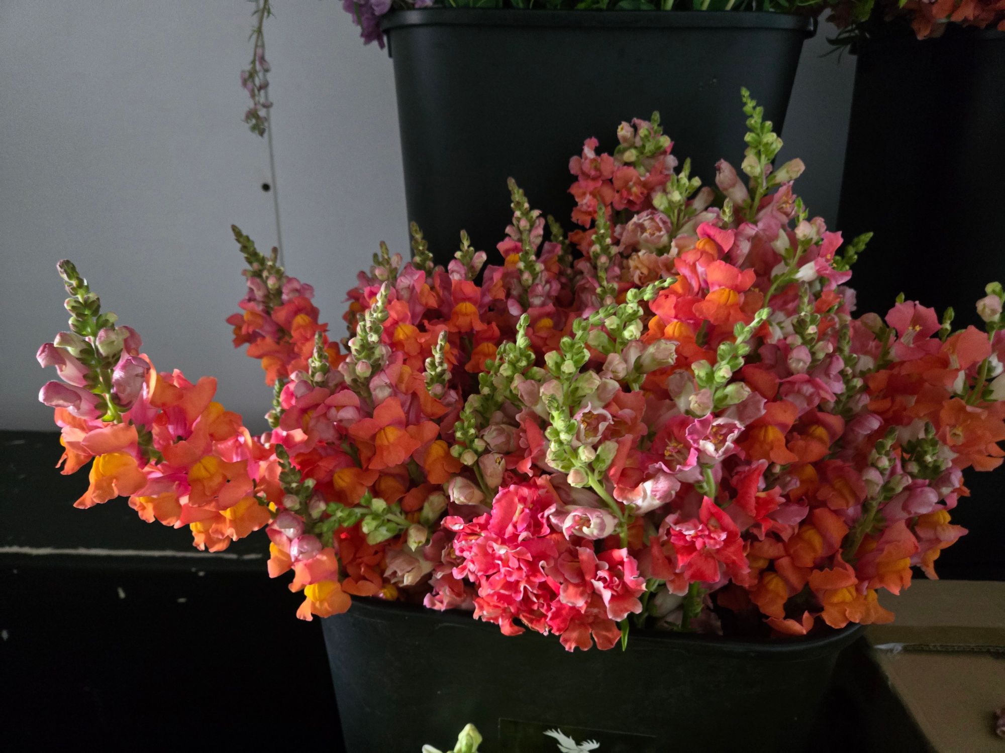 ANTIRRHINUM majus Madame Butterfly Cherry Bronze