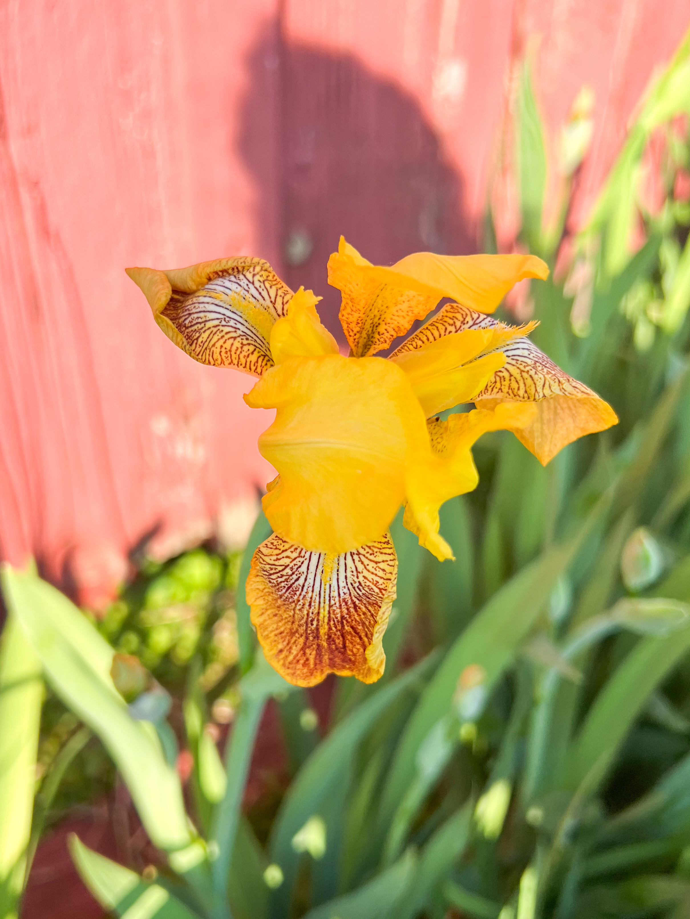 IRIS germanica