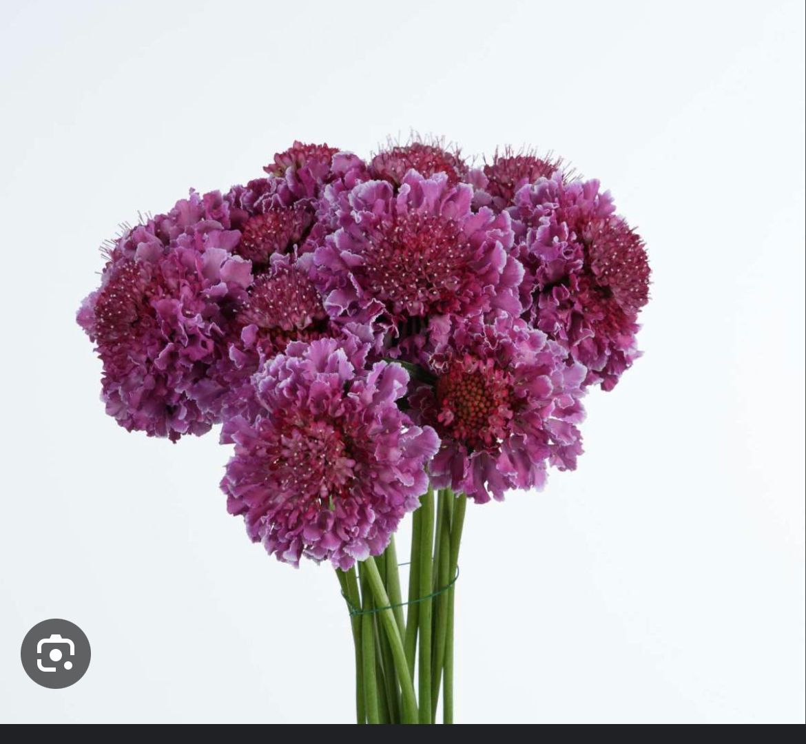 SCABIOSA atropurpurea x caucasica Focal Scoop Bi-Color Pink