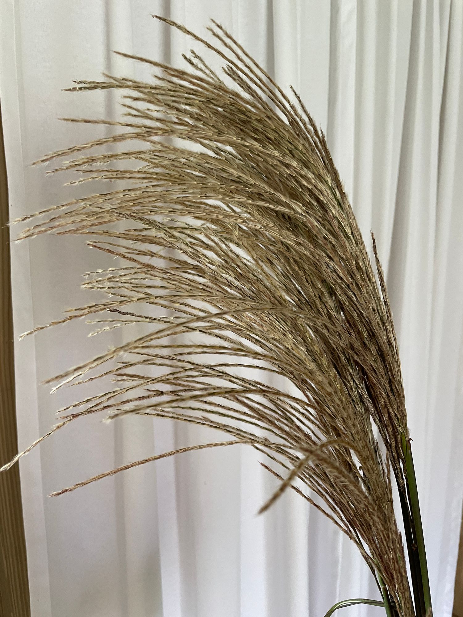 ORNAMENTAL GRASS
