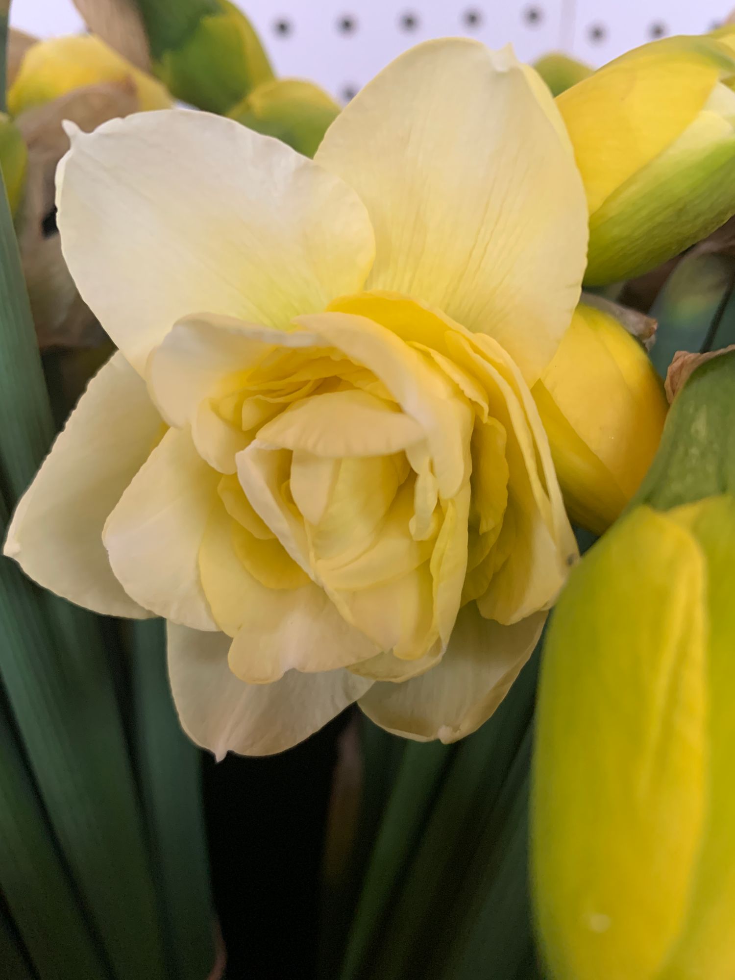 NARCISSUS Obdam