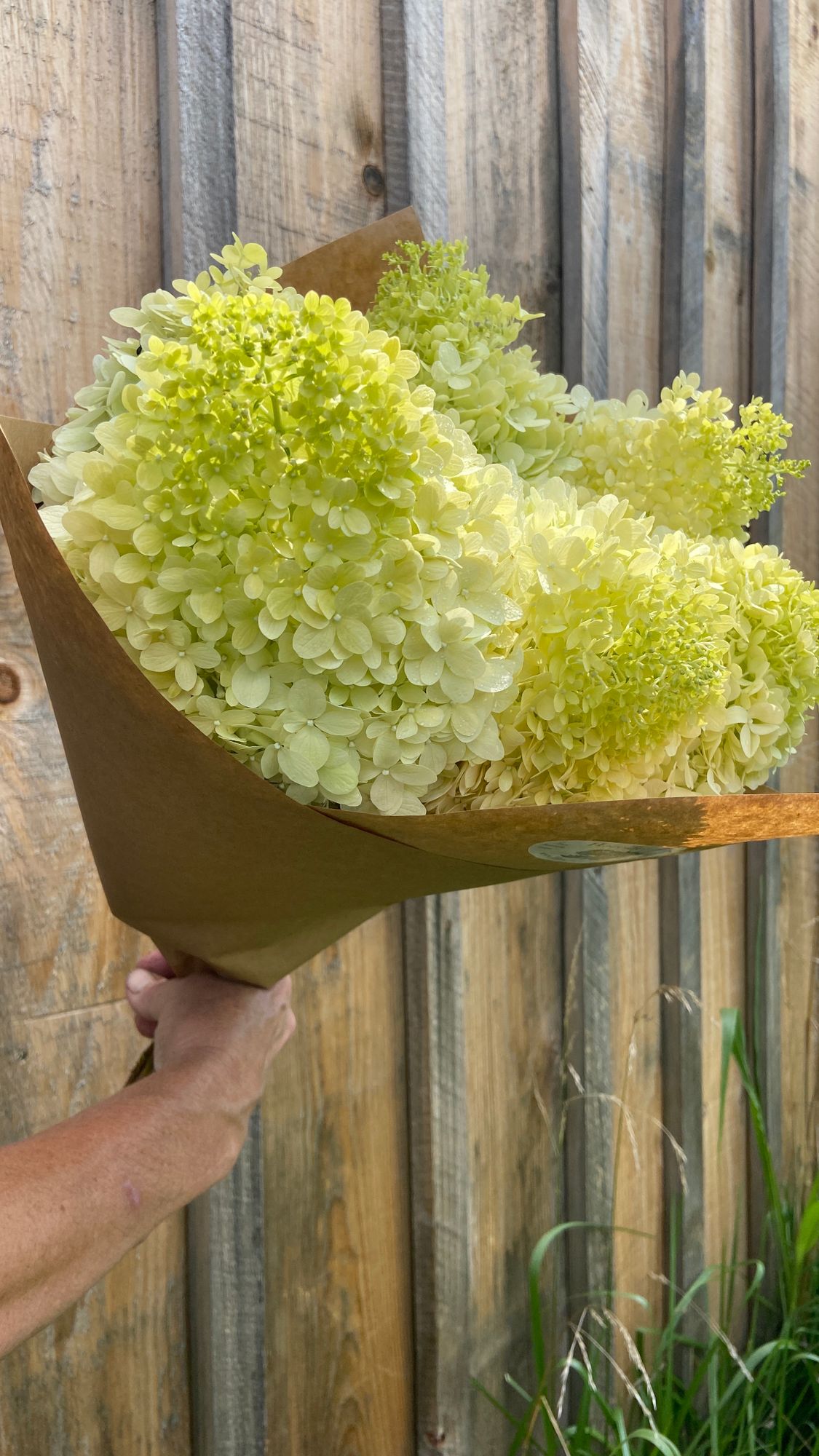 Limelight Hydrangea