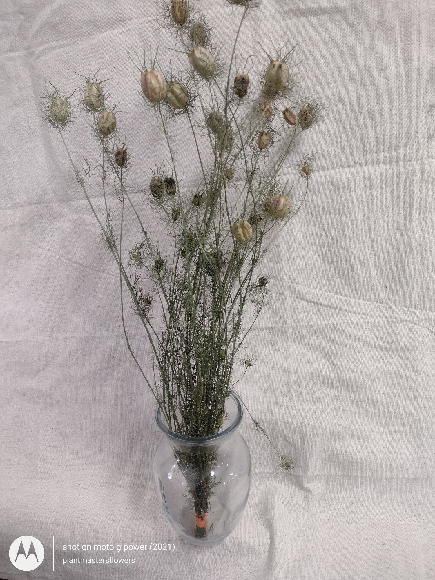 NIGELLA