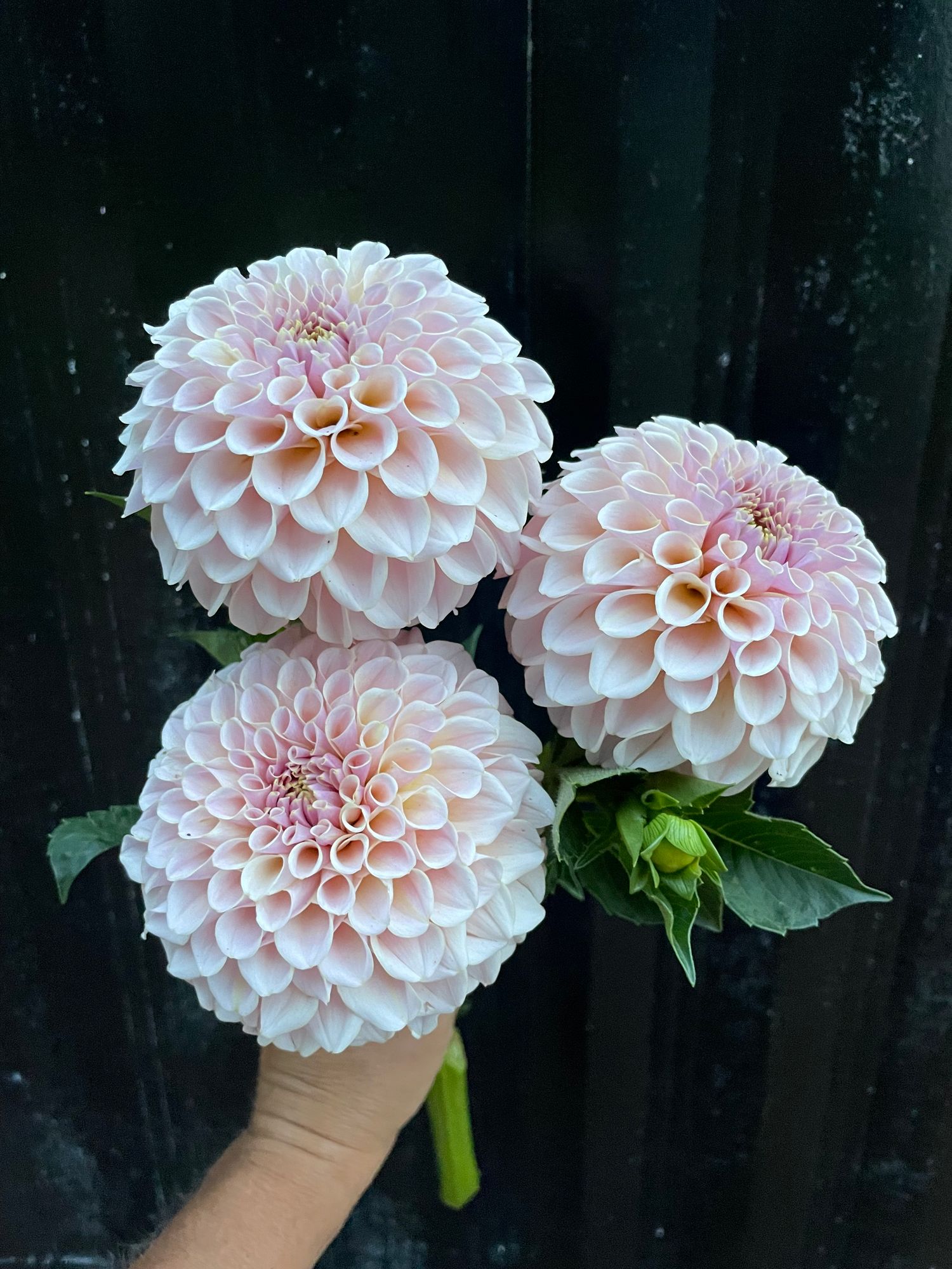 DAHLIA