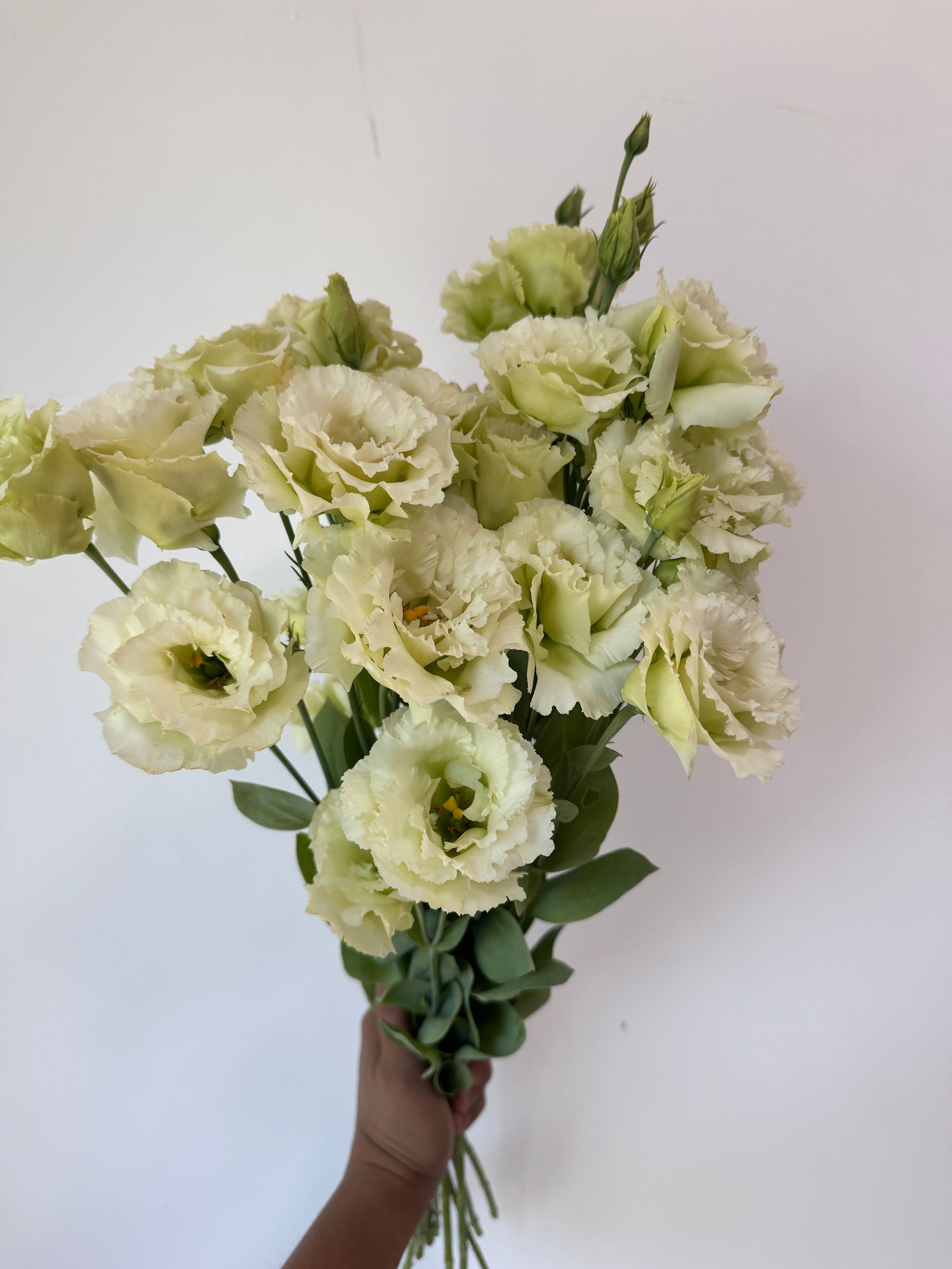 EUSTOMA grandiflorum Voyage Green