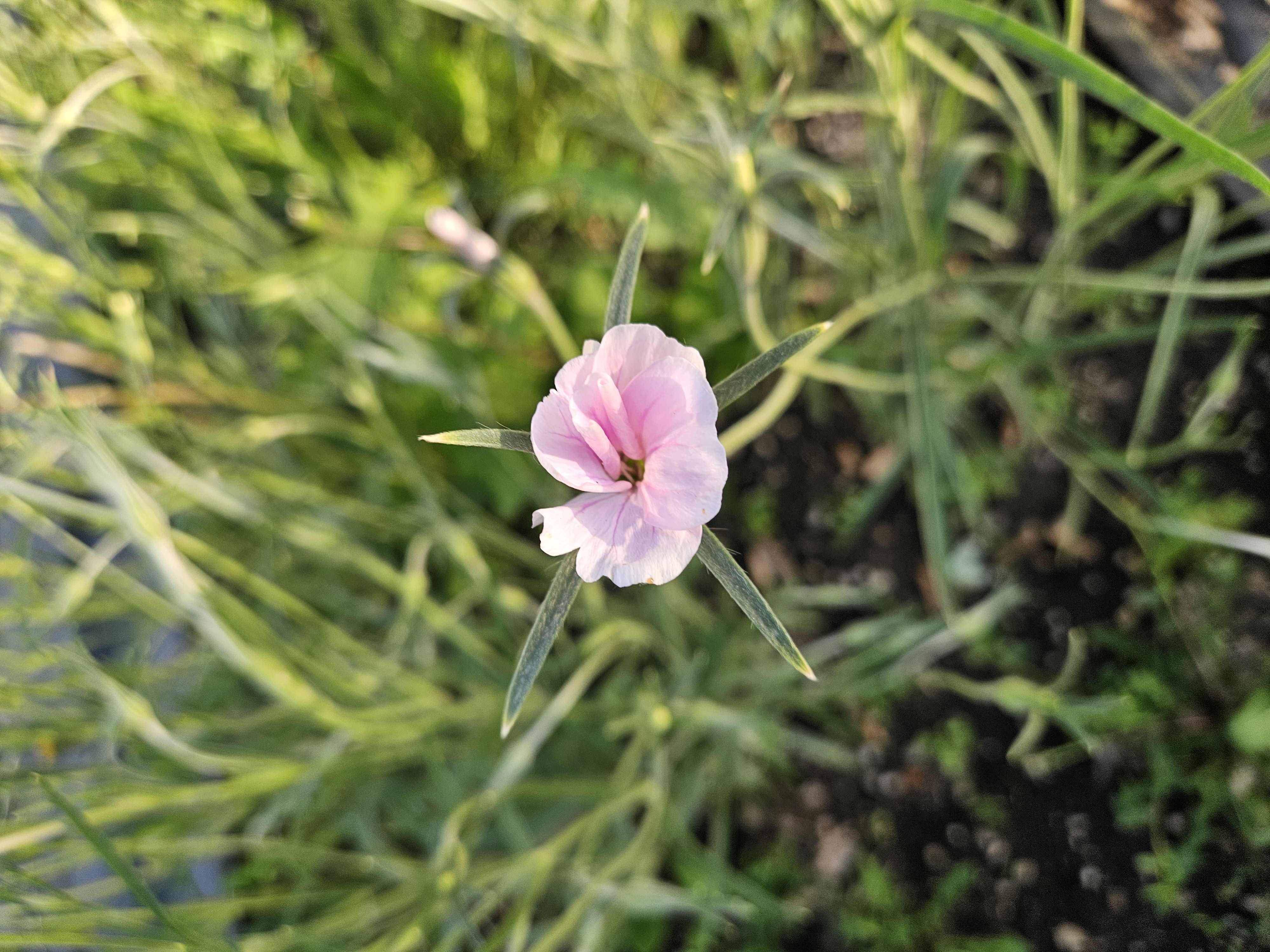 AGROSTEMMA githago
