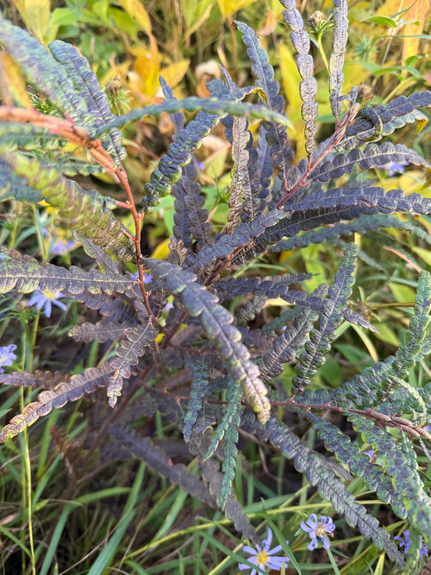 COMPTONIA peregrina