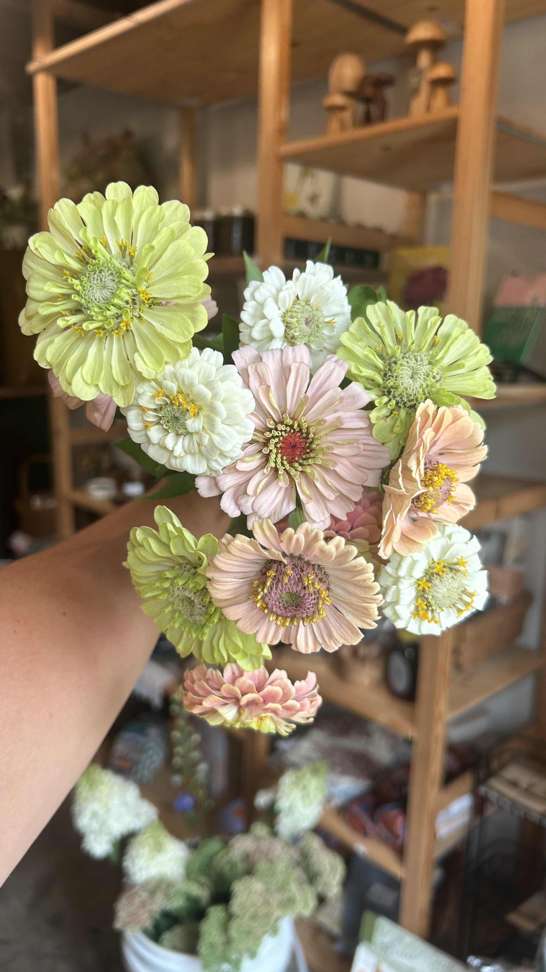 ZINNIA