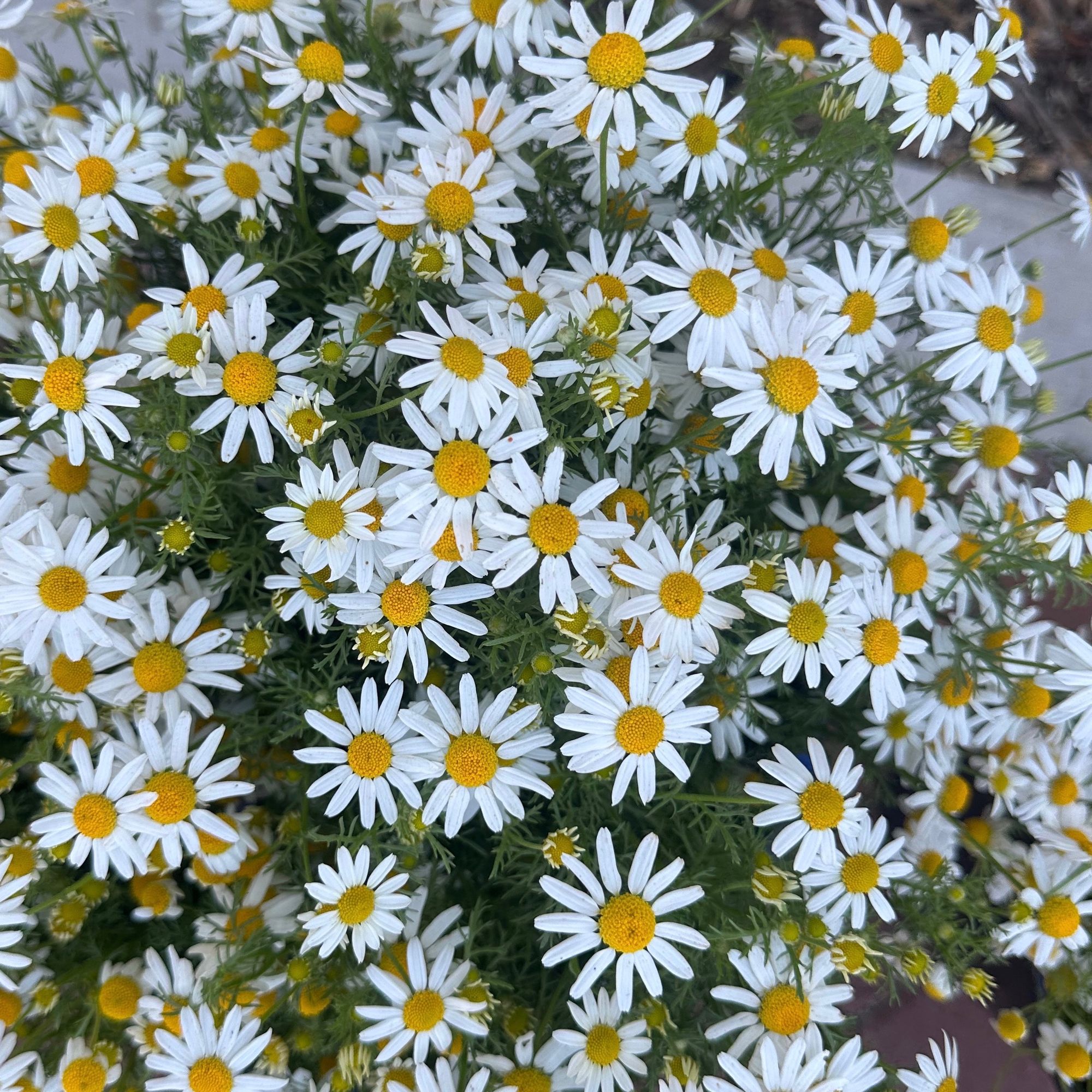 MATRICARIA recutita