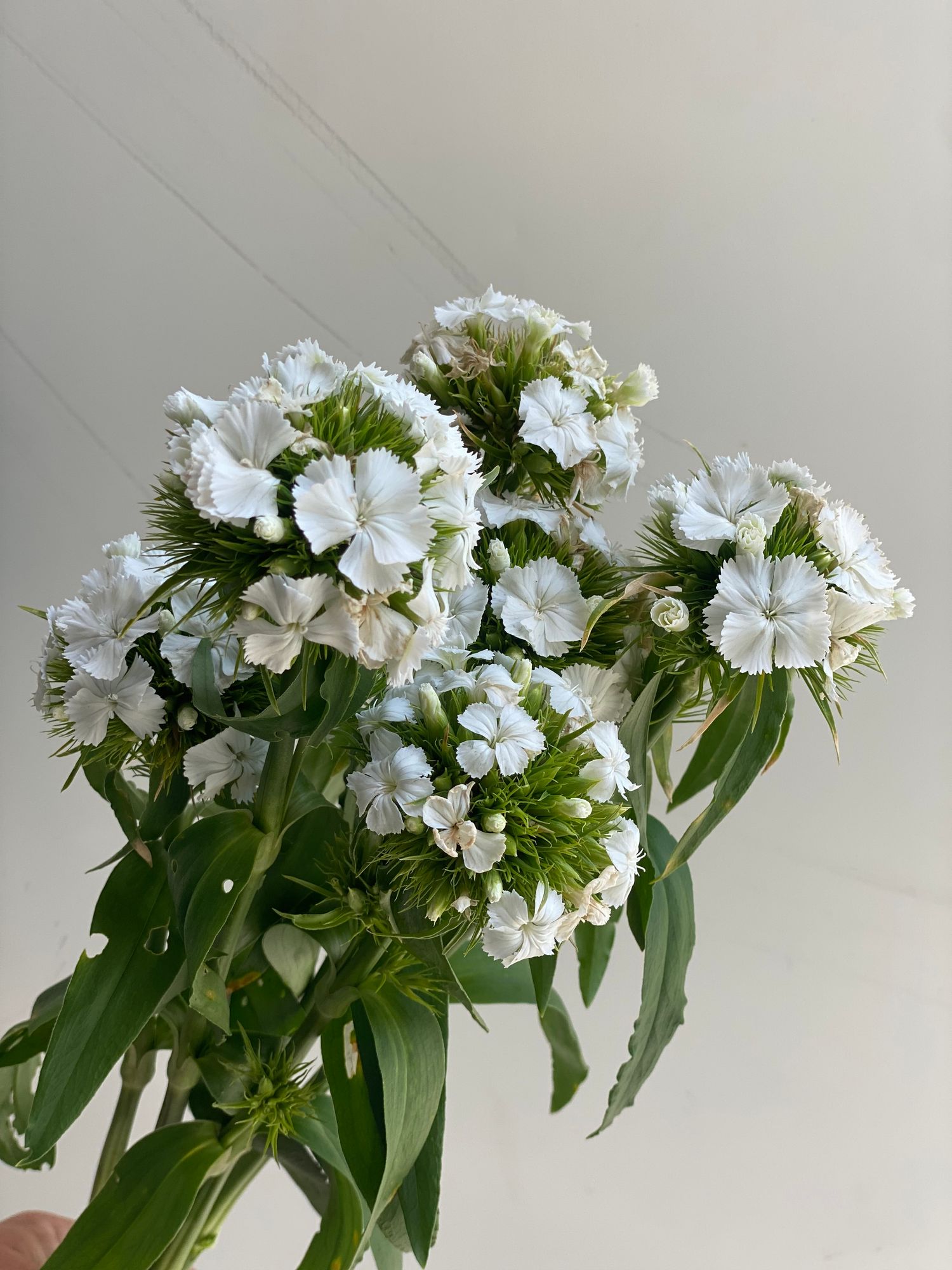 DIANTHUS barbatus Sweet White