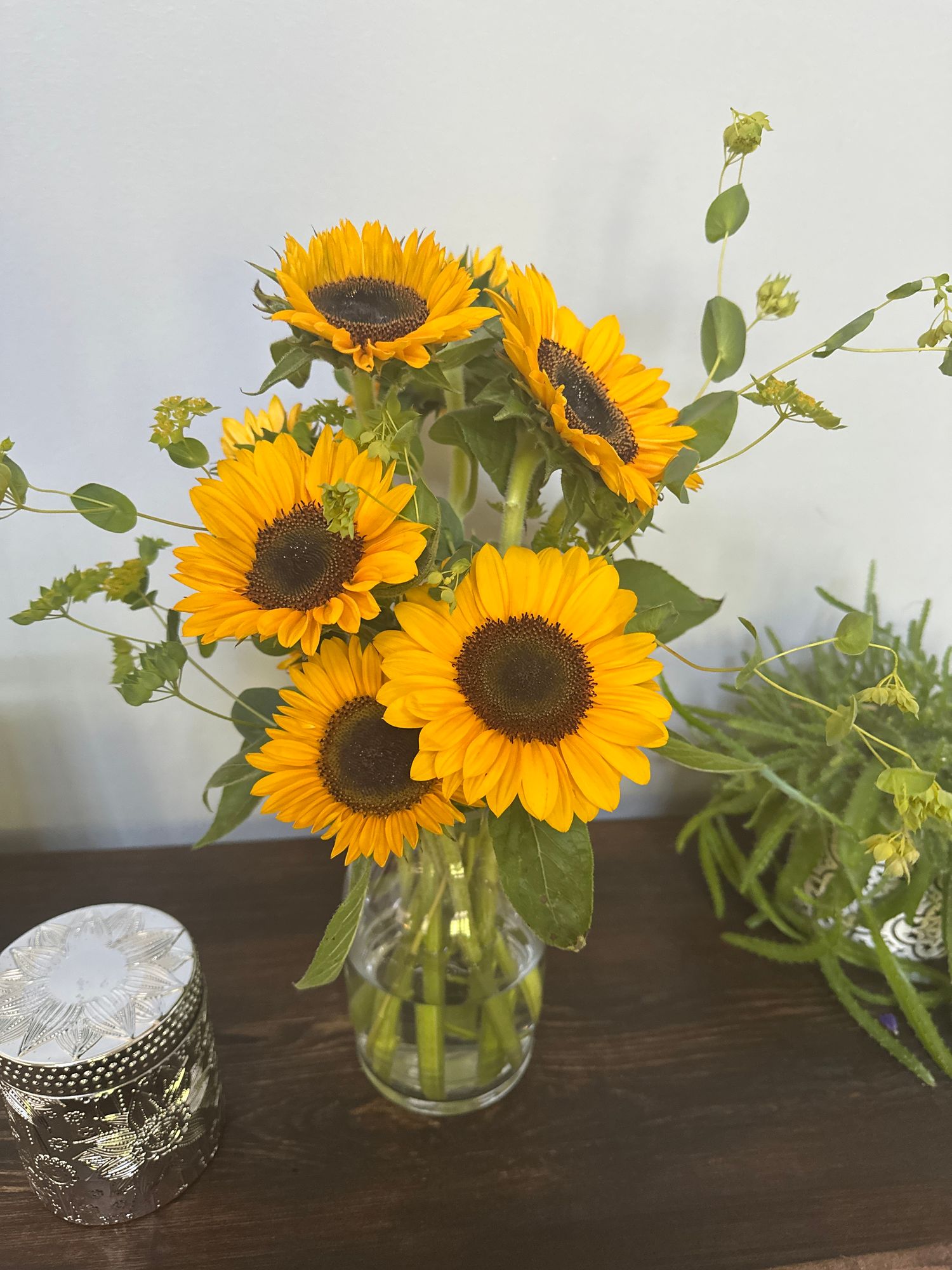 HELIANTHUS Sunrich Summer Provence