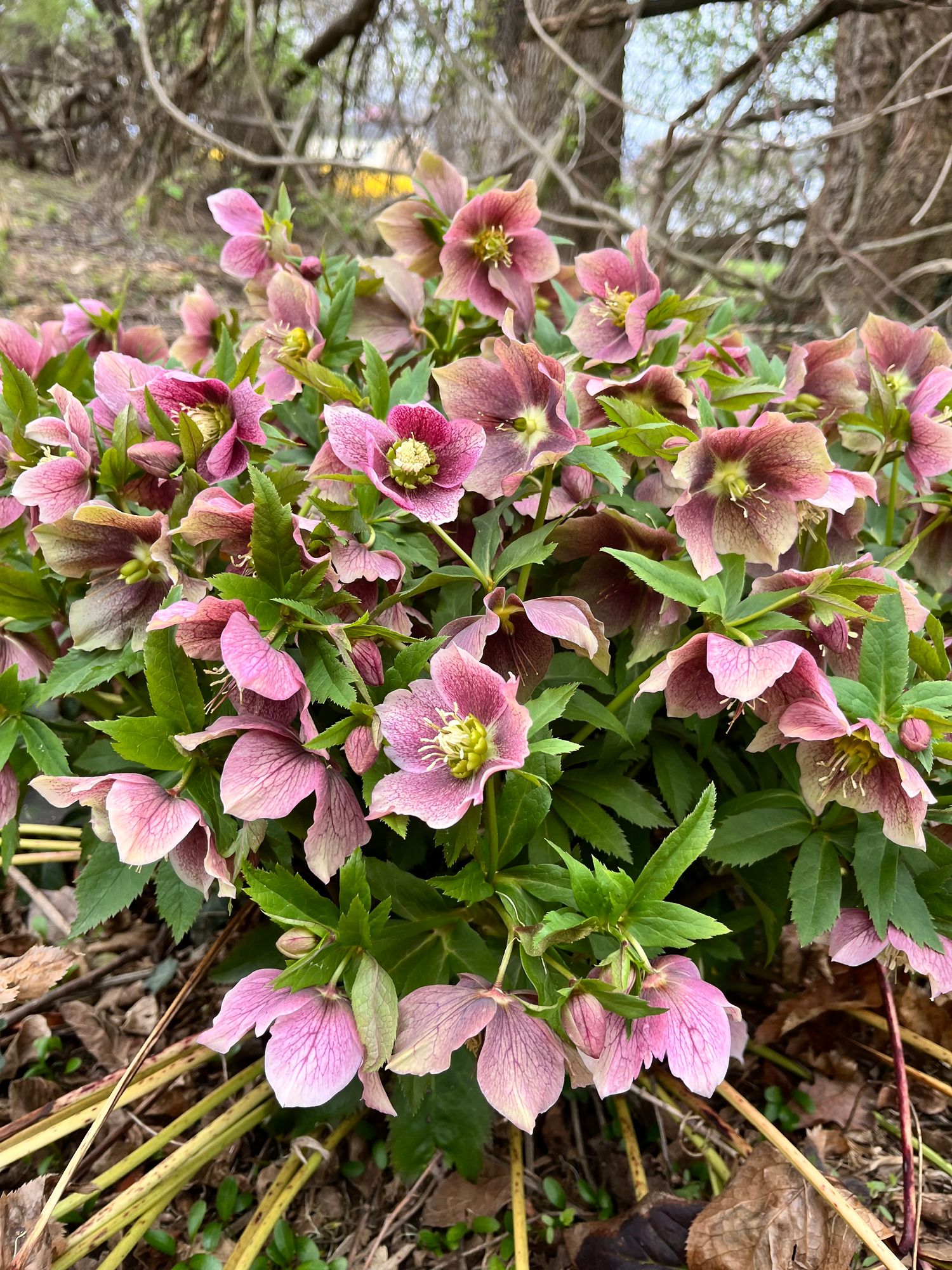 HELLEBORUS x hybridus