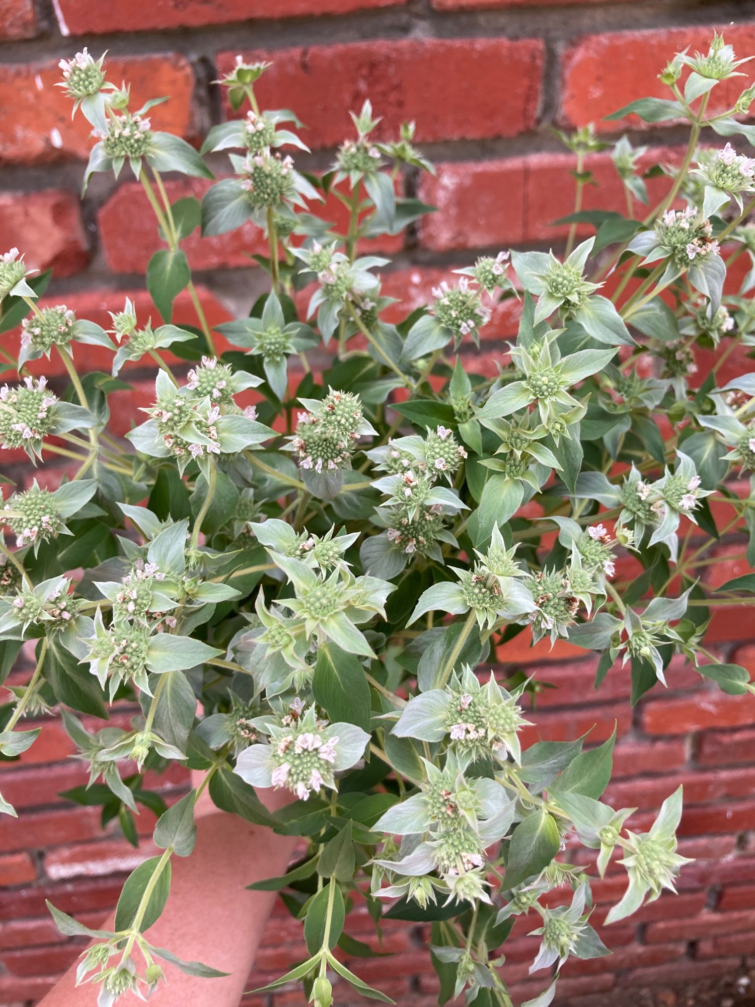 PYCNANTHEMUM muticum