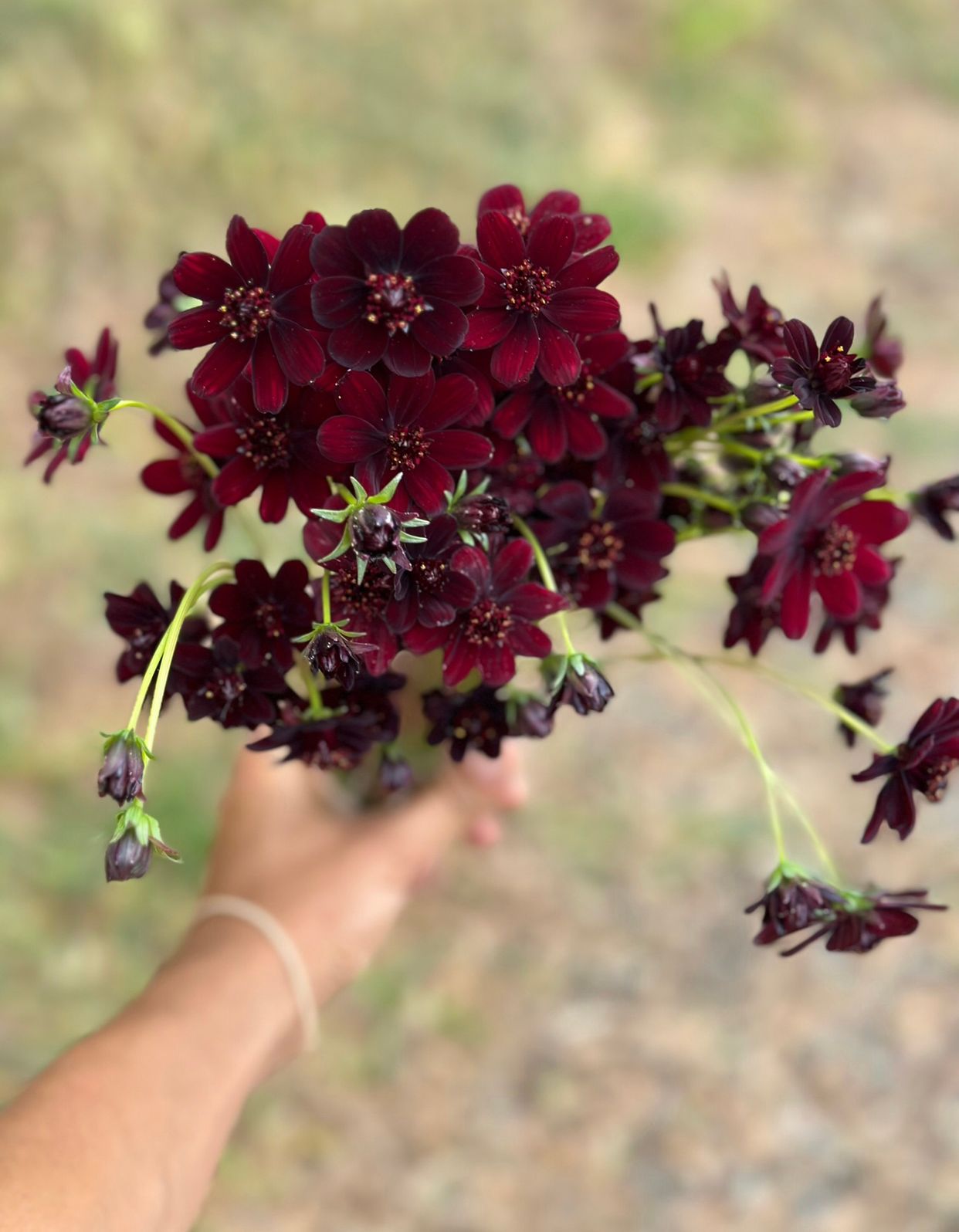 COSMOS atrosanguineus Black Magic