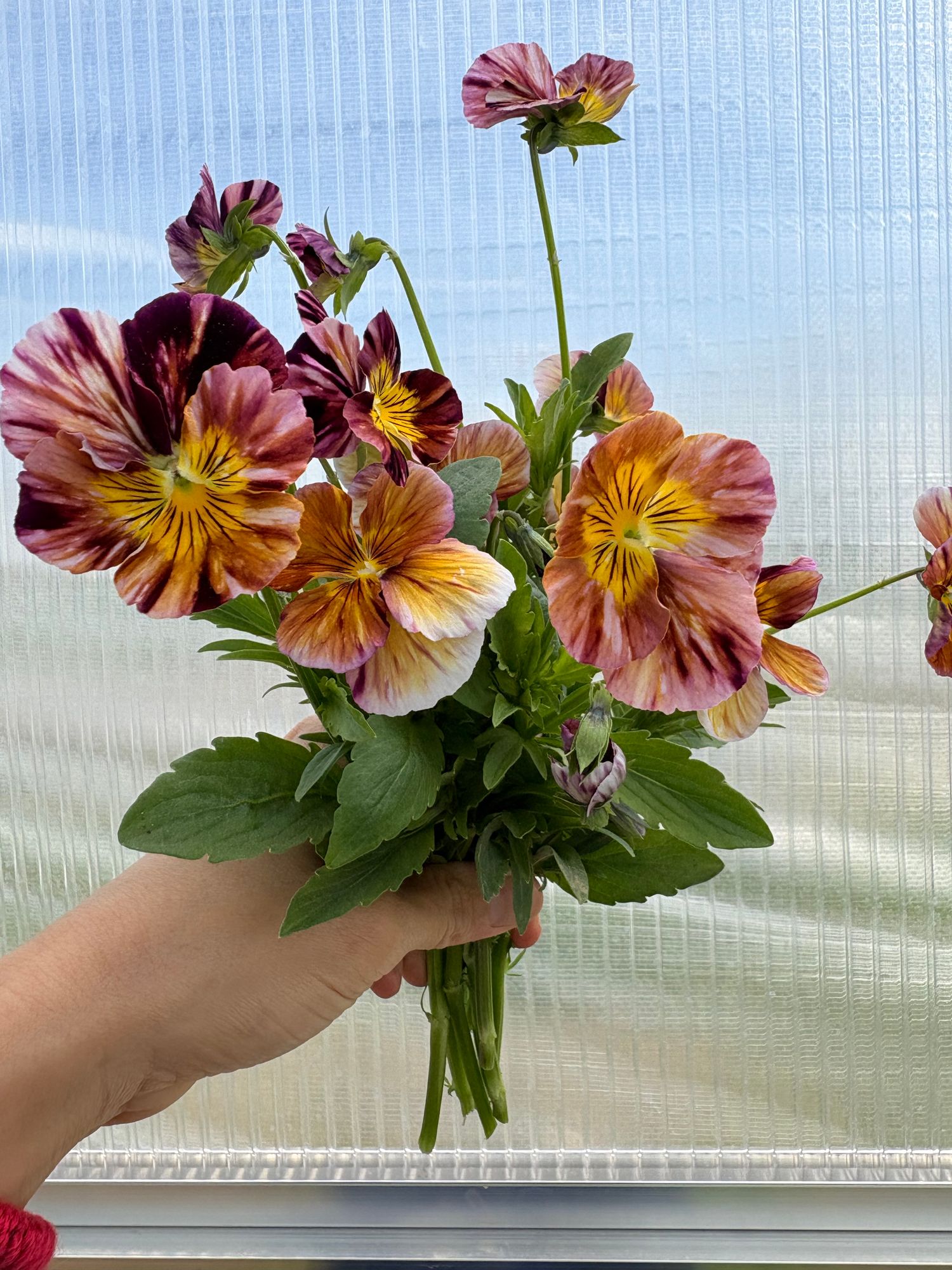 VIOLA cornuta Brush Strokes