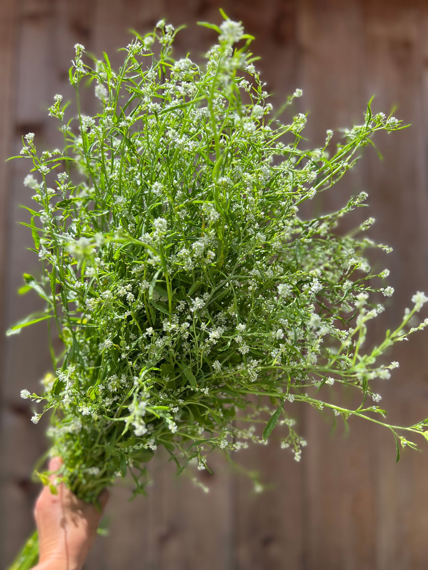 LEPIDIUM sativum