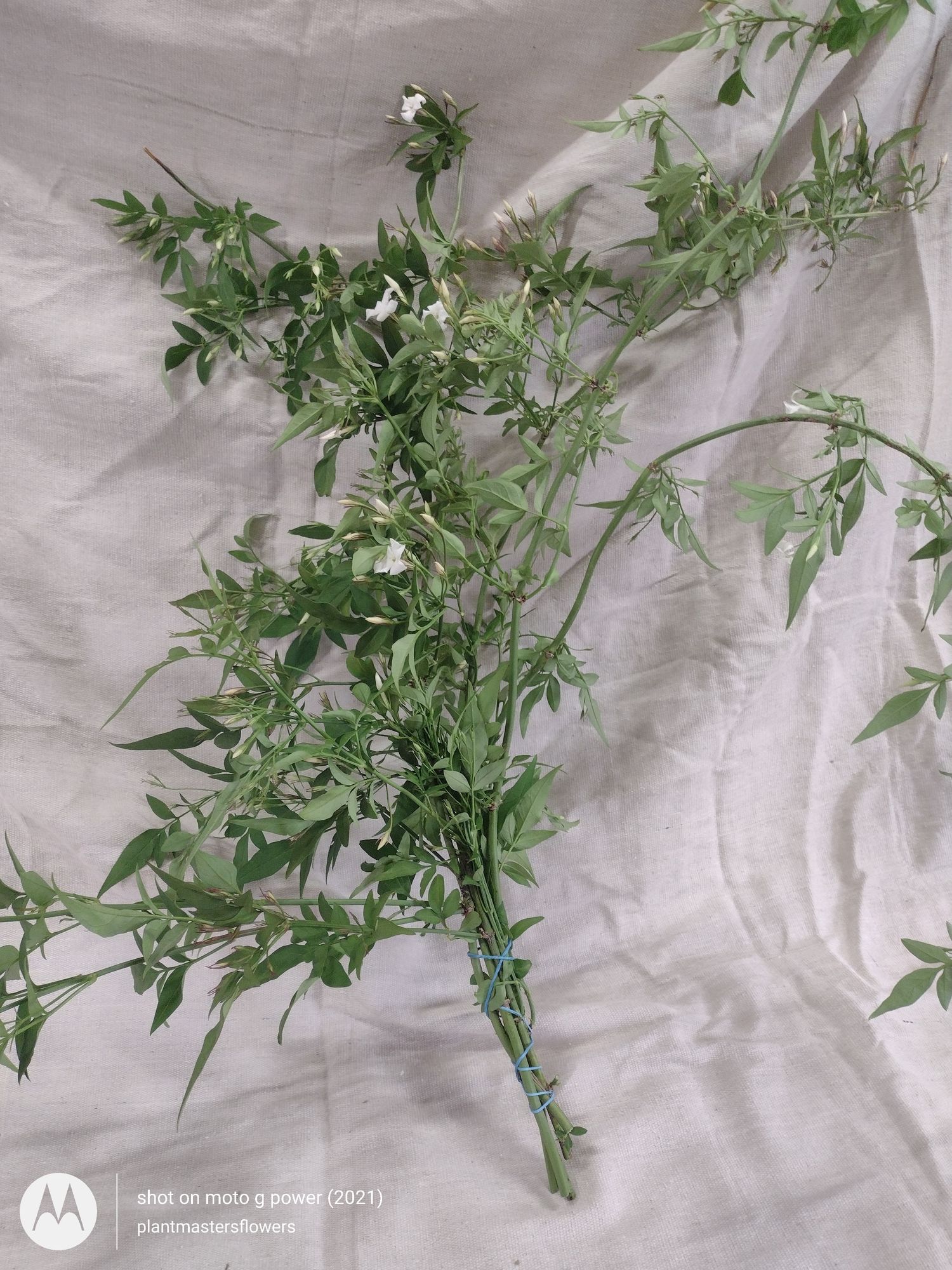 JASMINUM officinale
