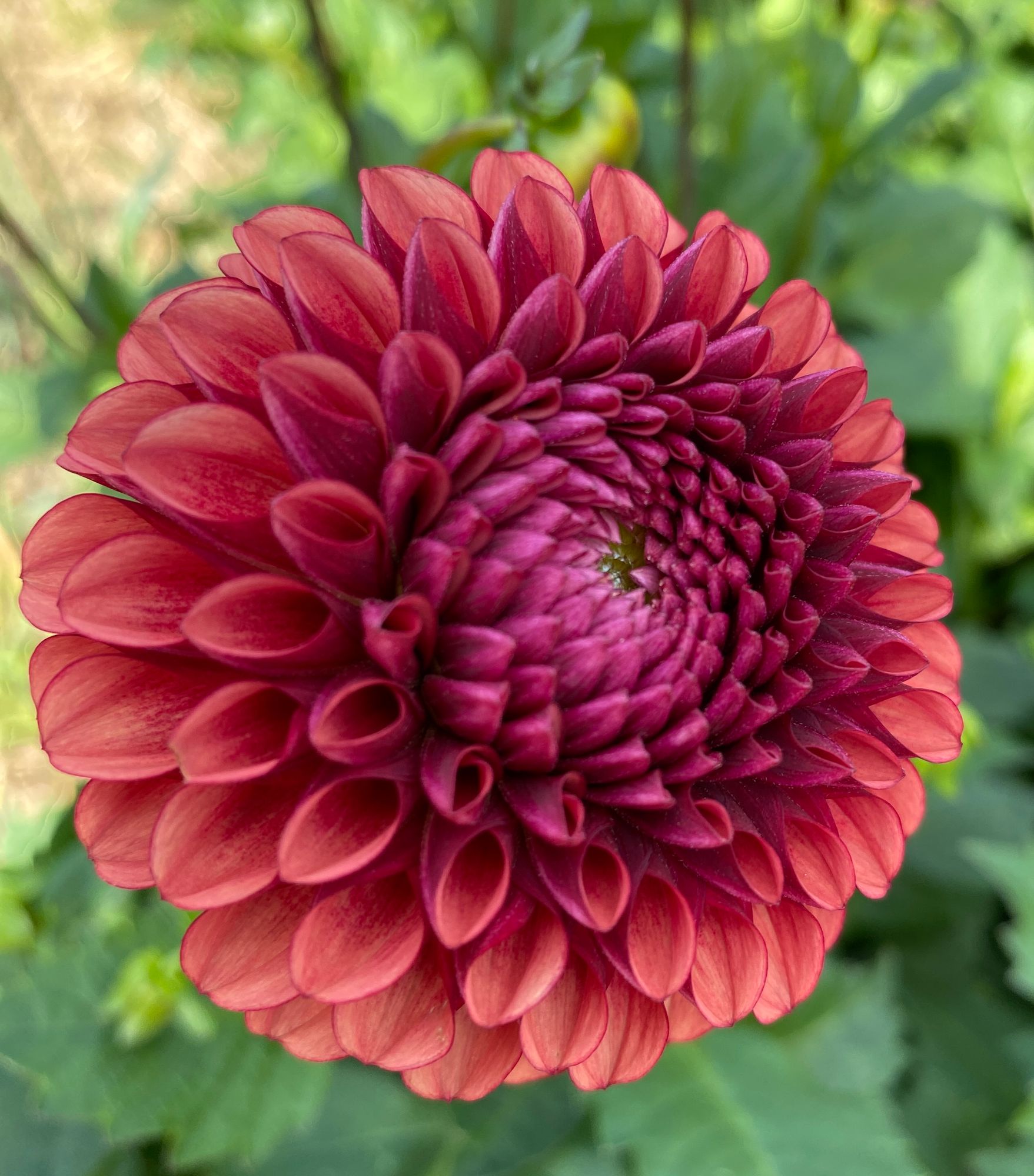 DAHLIA Ball