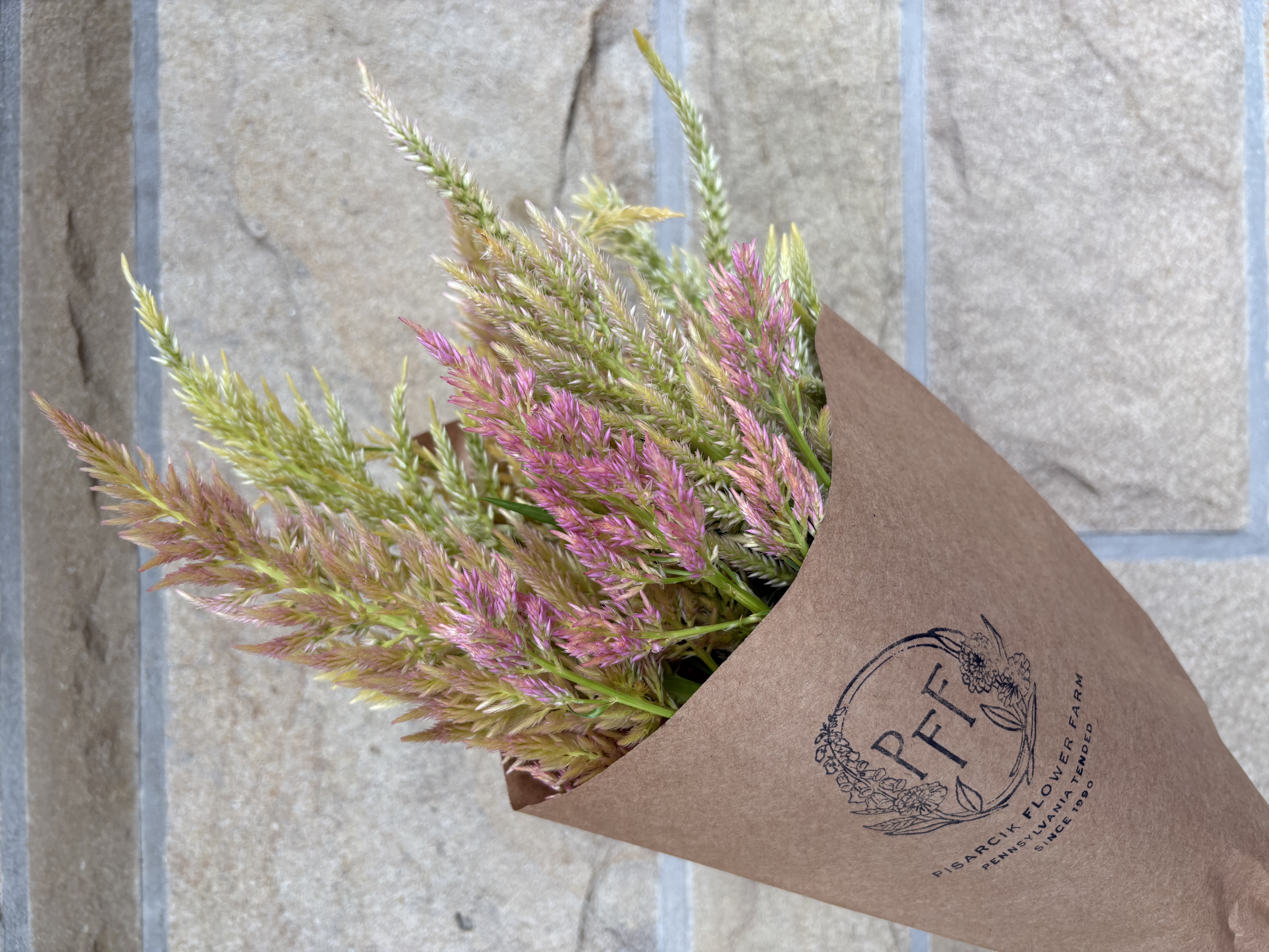 CELOSIA argentea var. spicata Shimmer