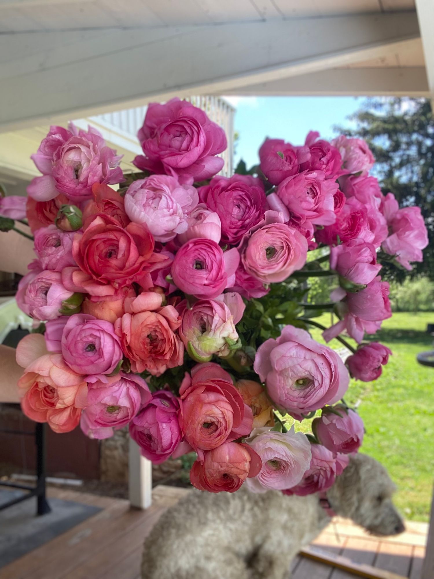 RANUNCULUS Amandine