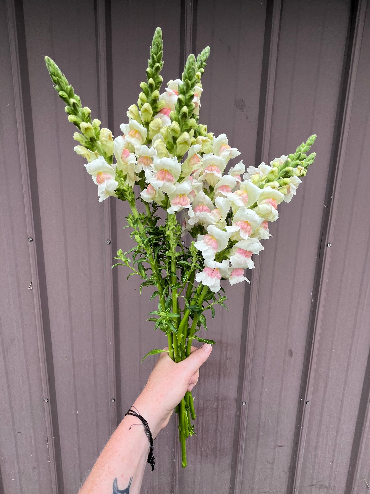 ANTIRRHINUM majus Potomac Appleblossom