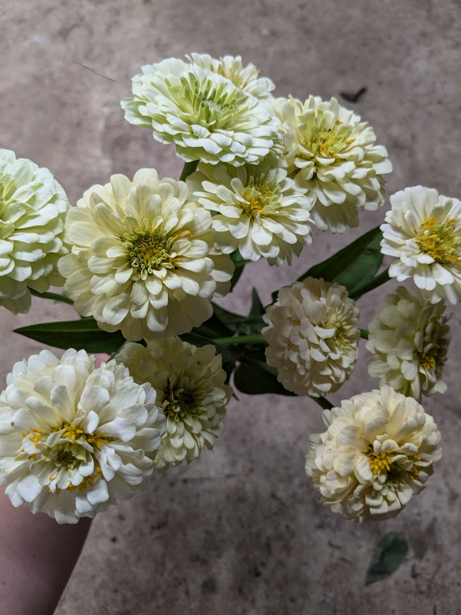 ZINNIA elegans Oklahoma Ivory