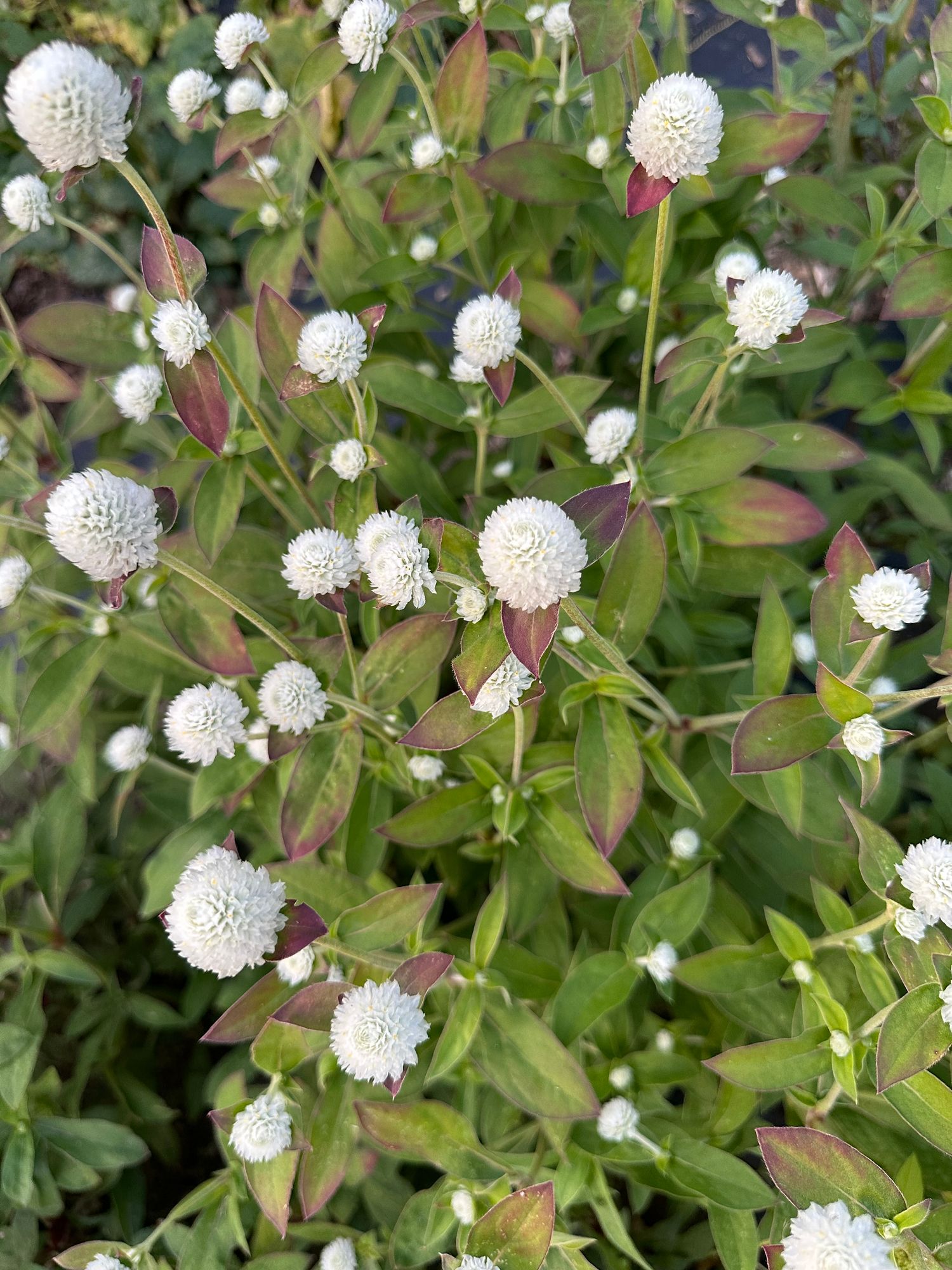 GOMPHRENA globosa