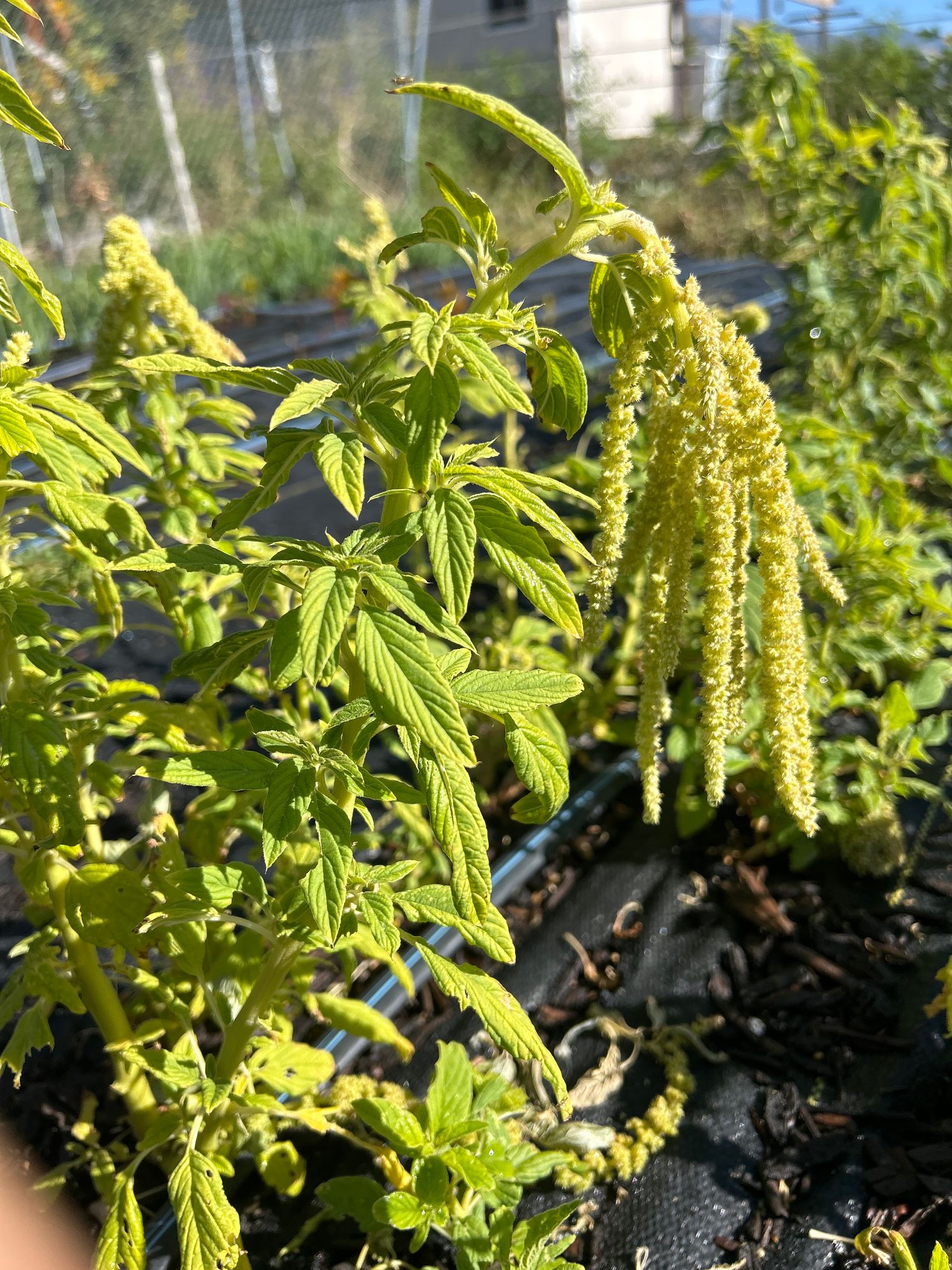 AMARANTHUS caudatus Green Cascade
